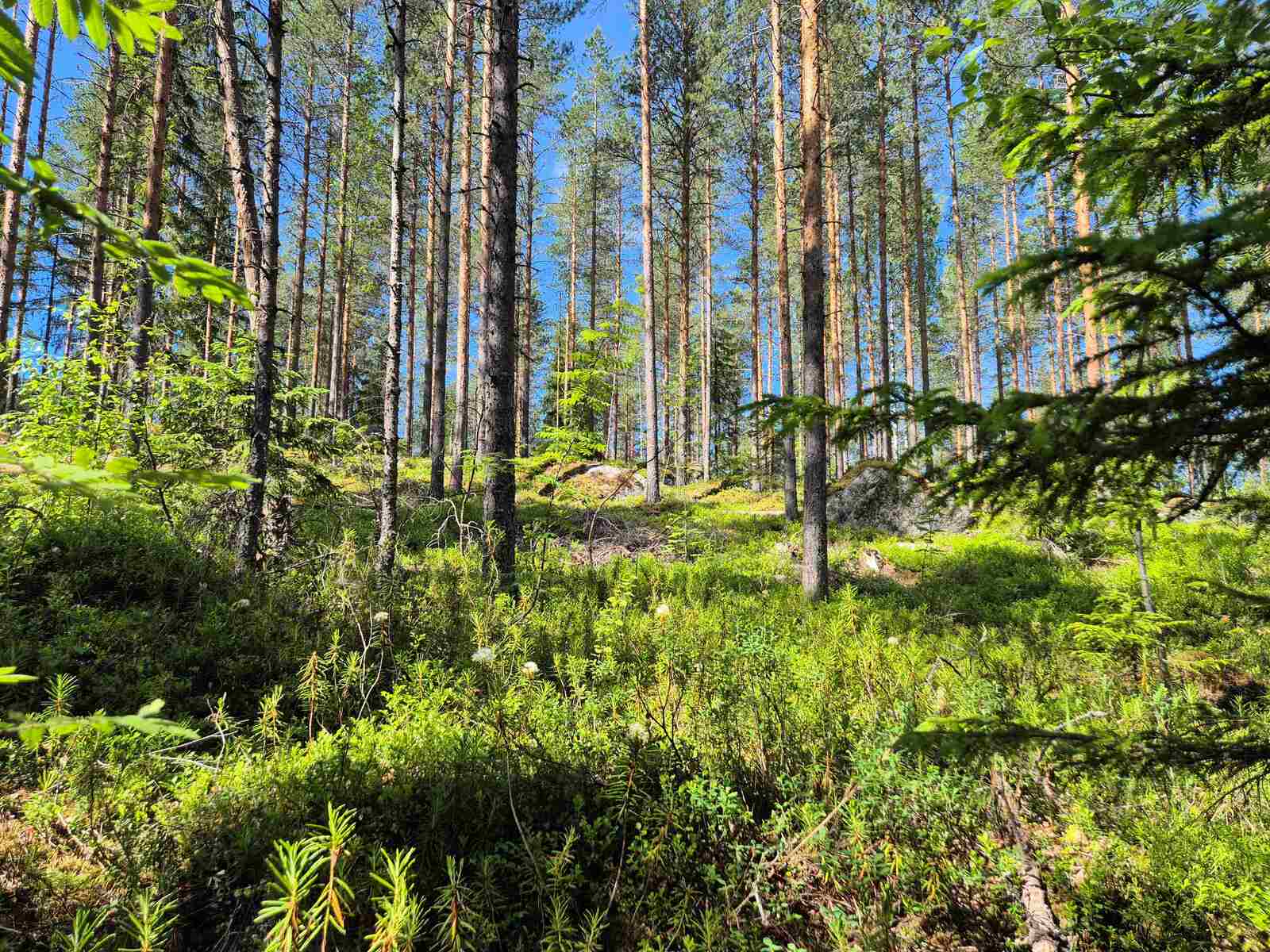 Aurinko paistaa mäntyjä kasvavaan rinteeseen, maassa sammalten alla on isoja kiviä.