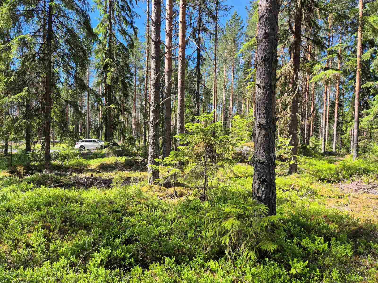 Mäntyjä ja kuusia aurinkoisessa metsässä, taustan metsäautotiellä on auto.