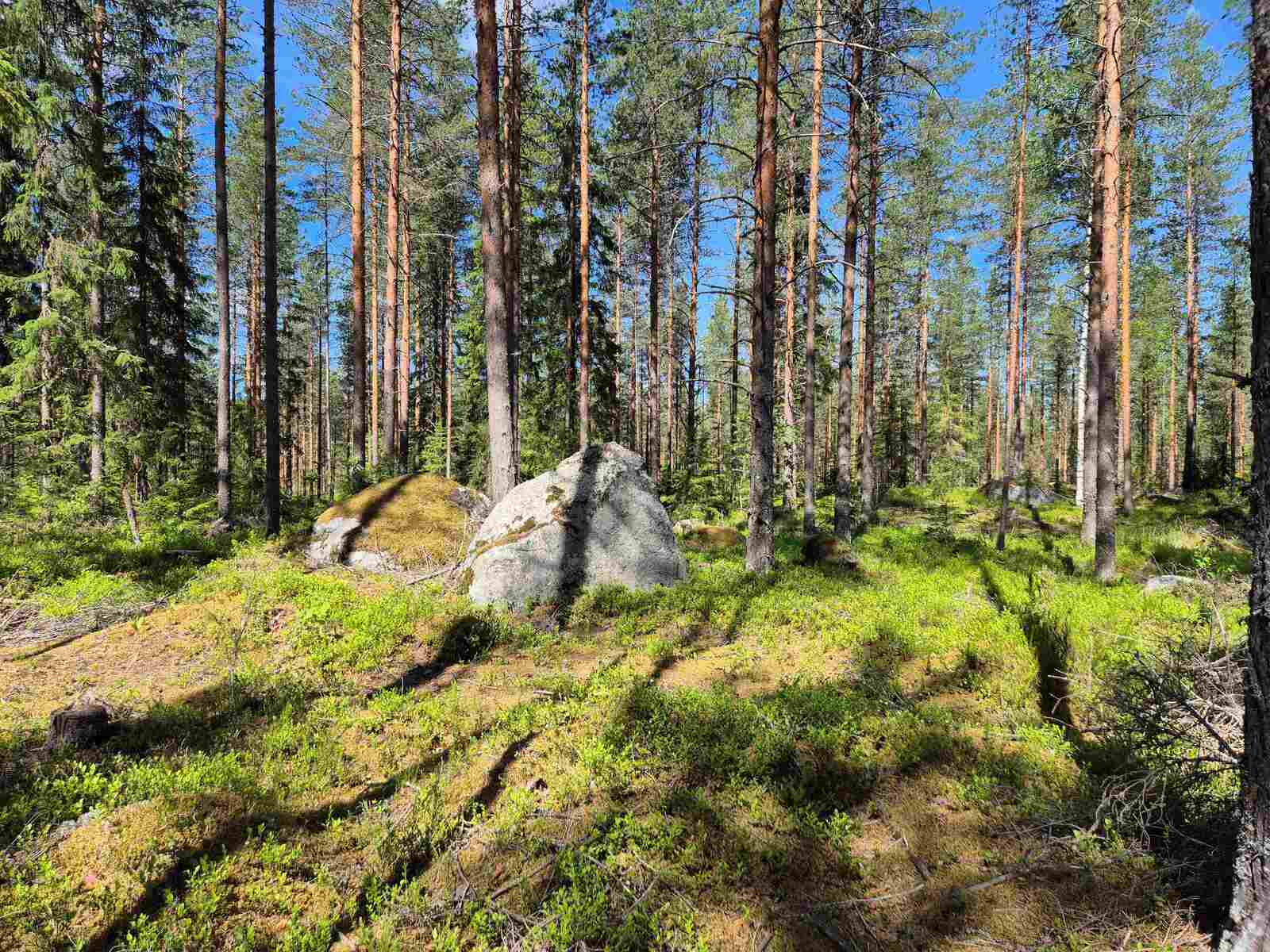 Kuusien ja mäntyjen keskellä aurinkoisessa metsässä on isoja kiviä.