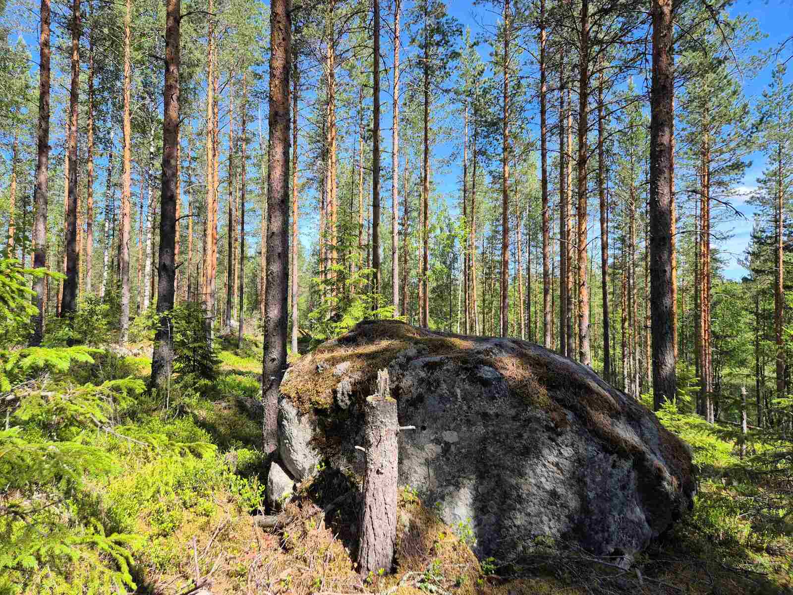 Aurinko paistaa mäntyjä kasvavaan rinteeseen, etualalla on iso siirtolohkare ja katkennut puu.