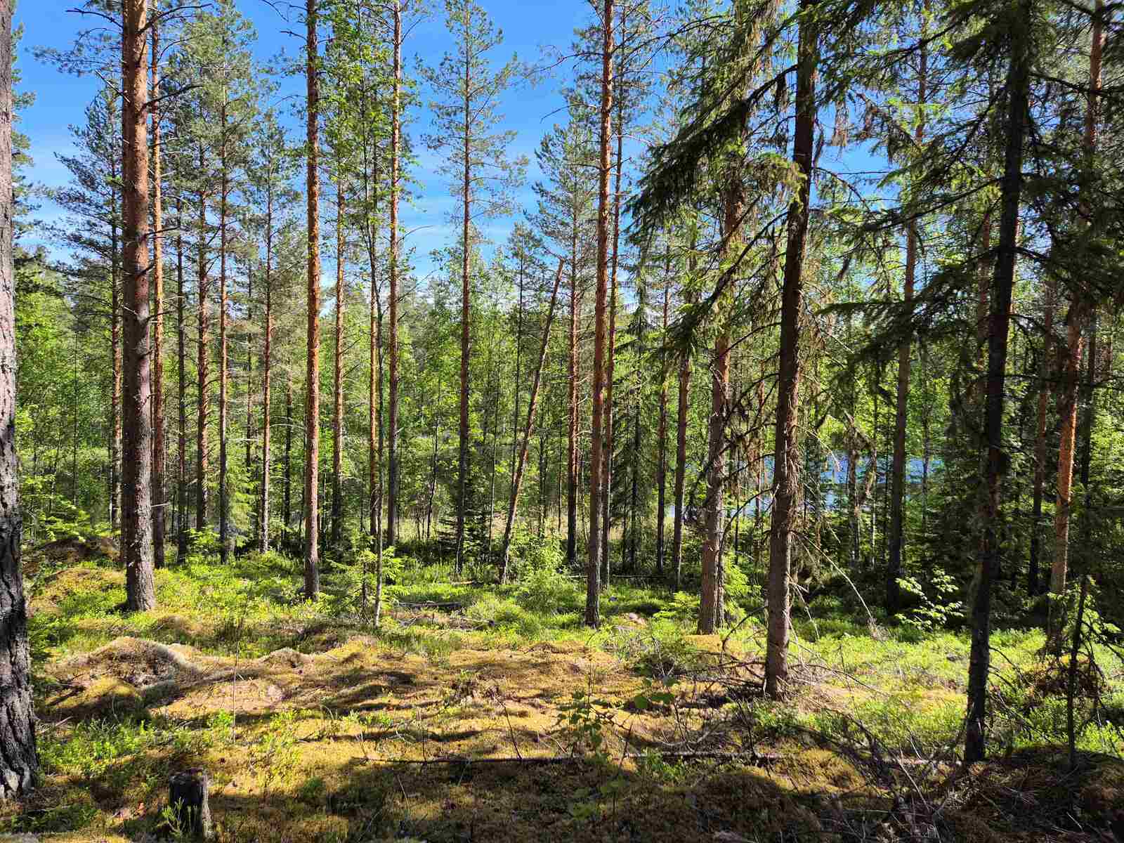 Aurinko paistaa mäntyjä kasvavaan rinteeseen, taustalla pilkottaa järvi.
