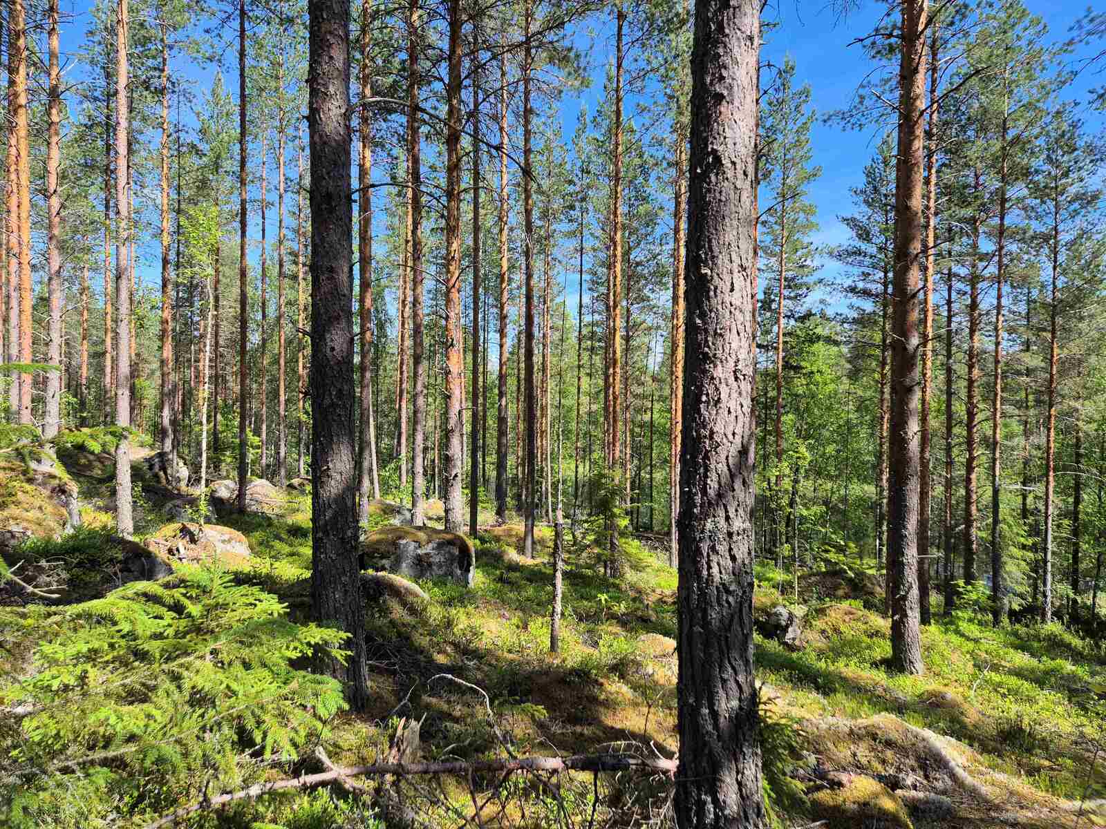 Aurinko paistaa mäntyjä kasvavaan rinteeseen, maassa sammalten alla on isoja kiviä.