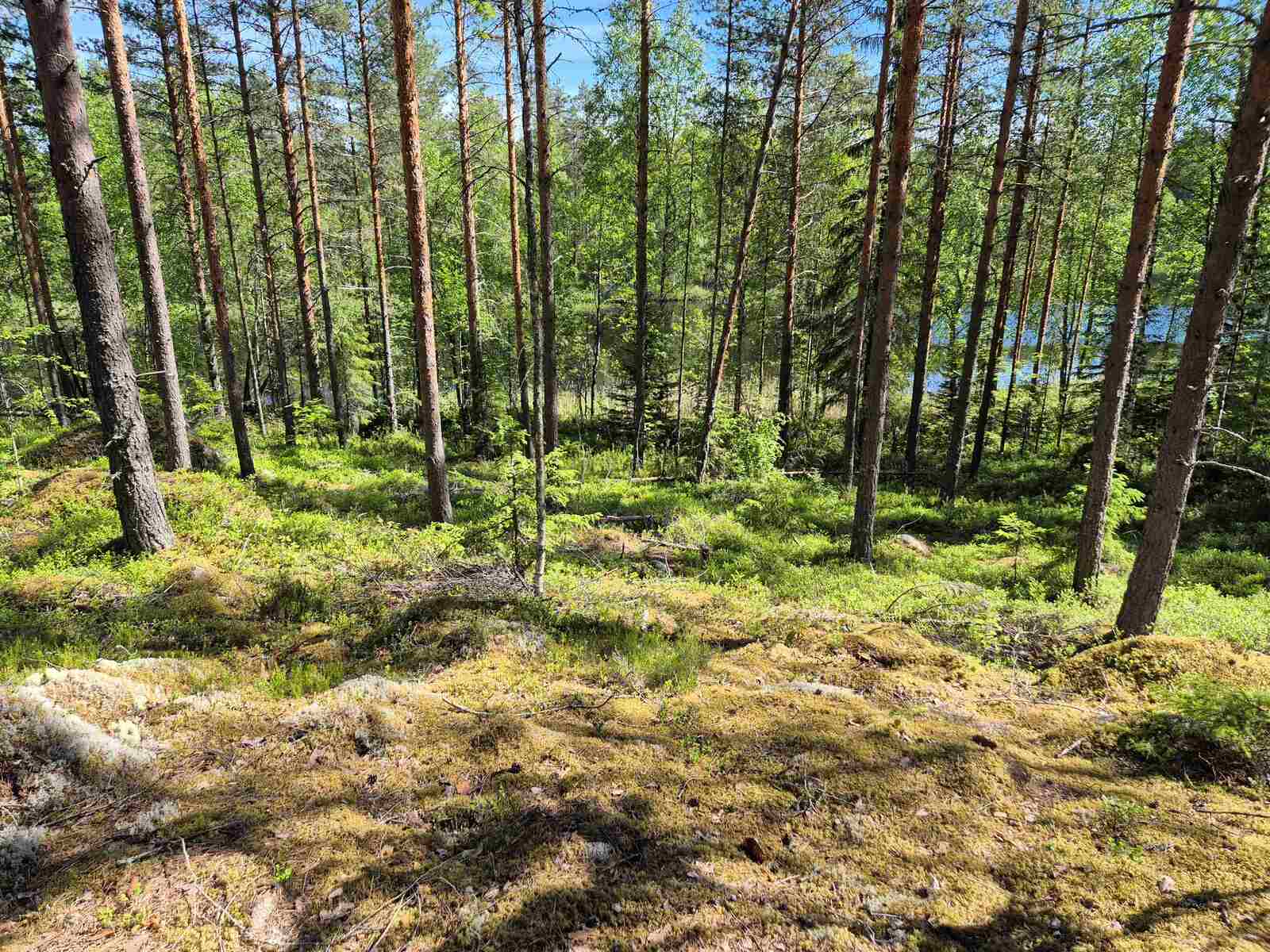 Aurinko paistaa mäntyjä kasvavaan rinteeseen, taustalla pilkottaa järvi.