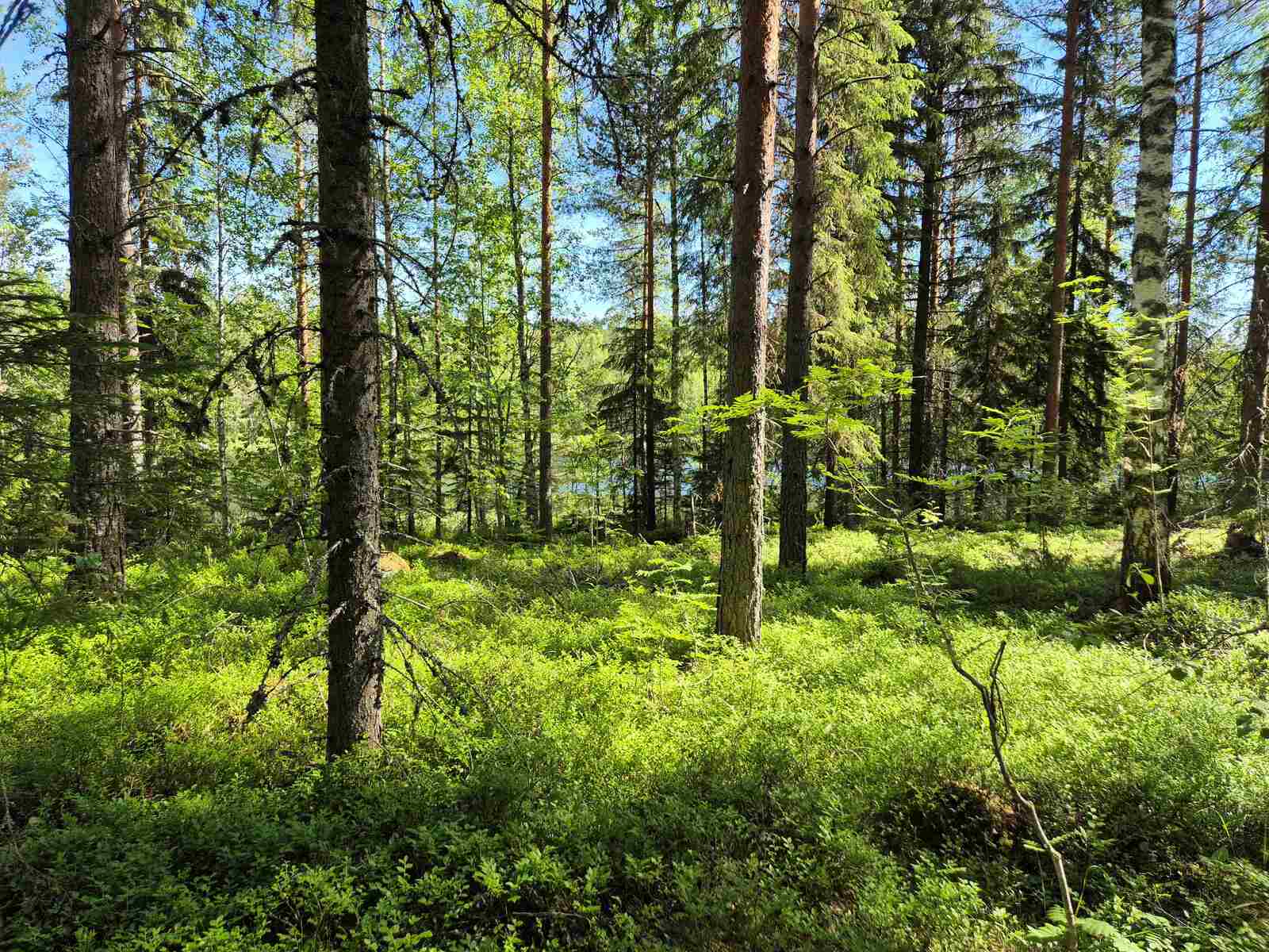 Auringossa kylpevää havumetsää, puiden takana pilkottaa järvi.