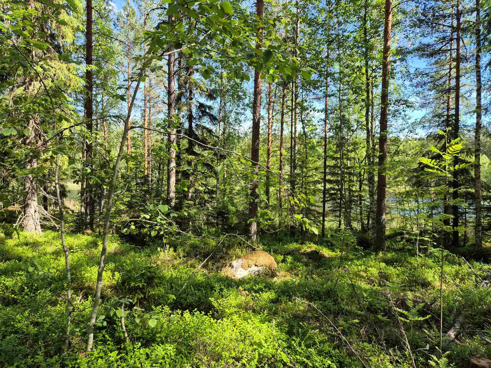 Auringossa kylpevää havumetsää, puiden takana pilkottaa järvi.