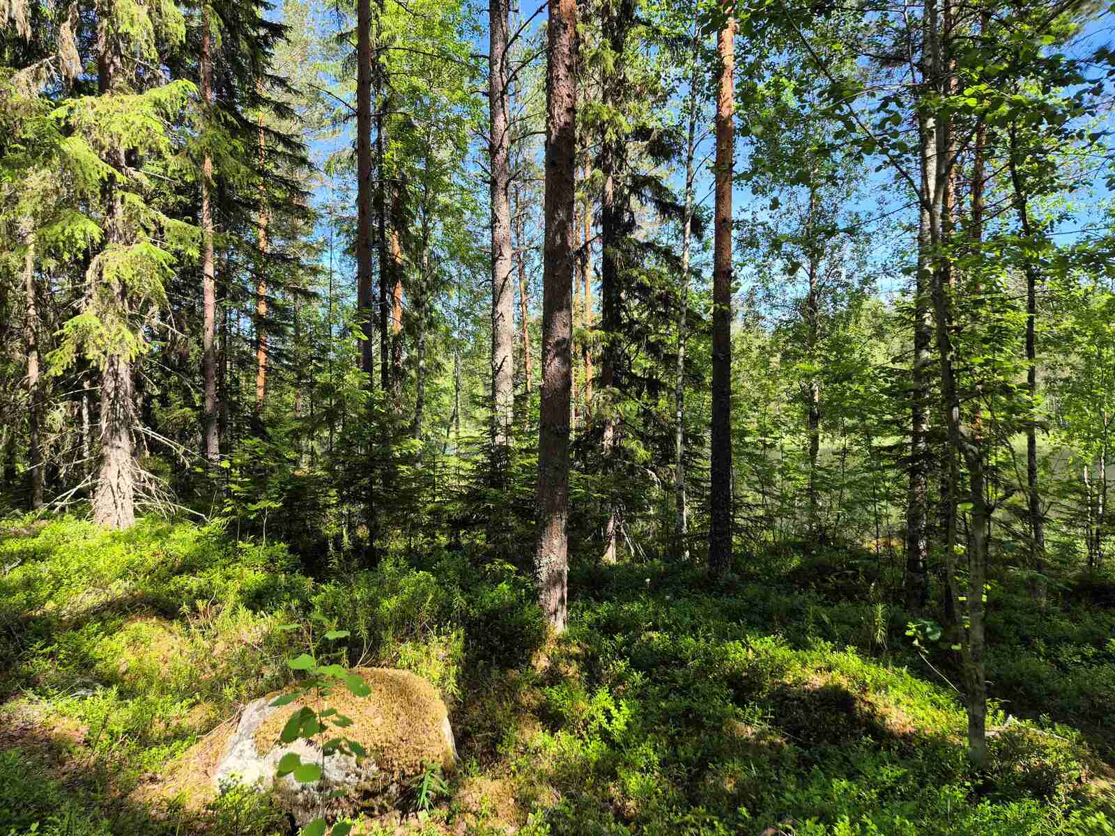 Aurinkoista havumetsää, sammalten alta pilkottaa kiviä.