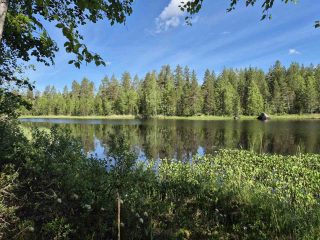 Järven rannassa kasvaa vesikasveja, vastaranta on vain lyhyen matkan päässä.