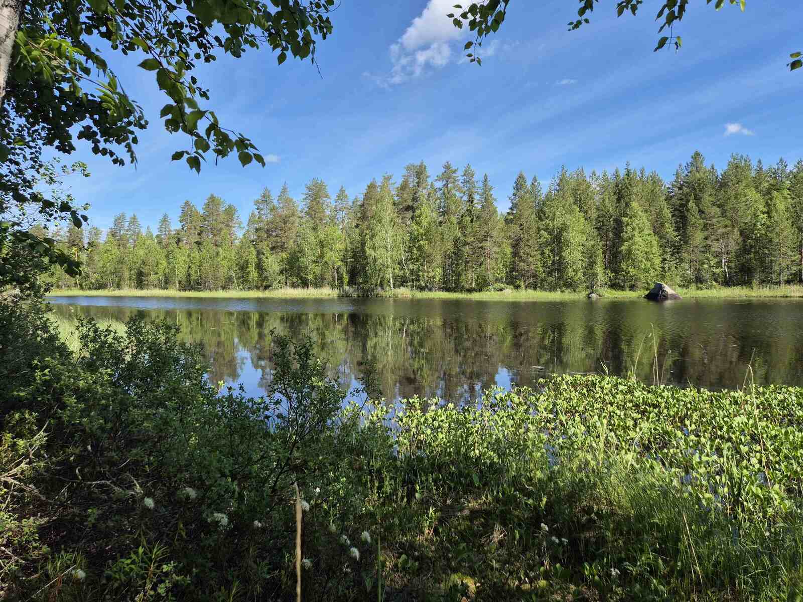 Järven rannassa kasvaa vesikasveja, vastaranta on vain lyhyen matkan päässä.