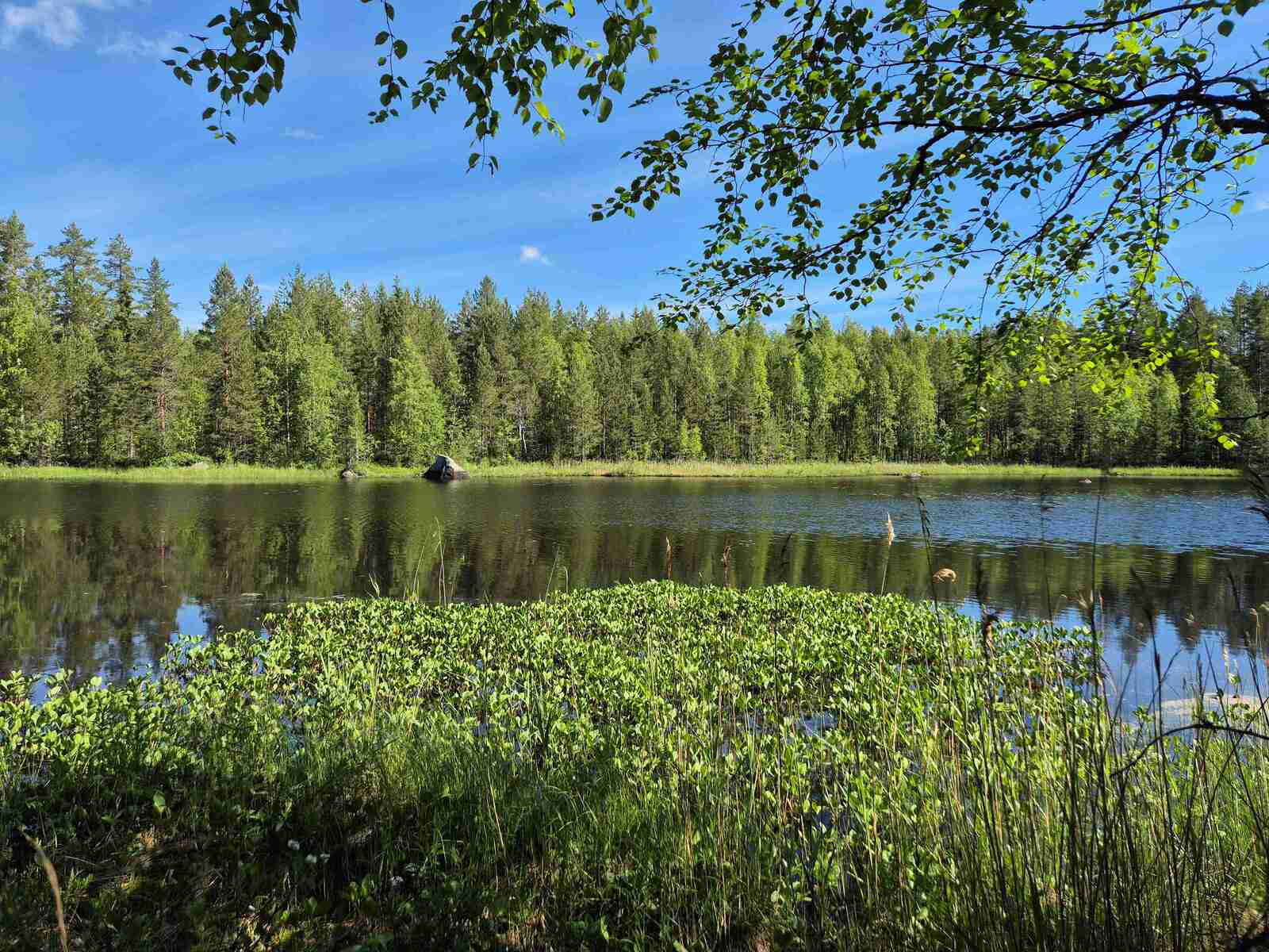 Järven rannassa kasvaa vesikasveja, vastaranta on vain lyhyen matkan päässä.