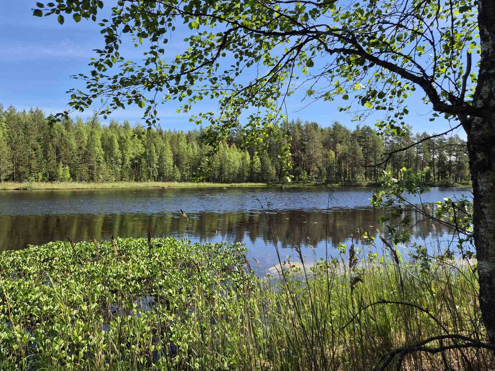 Järven rannassa kasvaa vesikasveja, vastaranta on vain lyhyen matkan päässä.