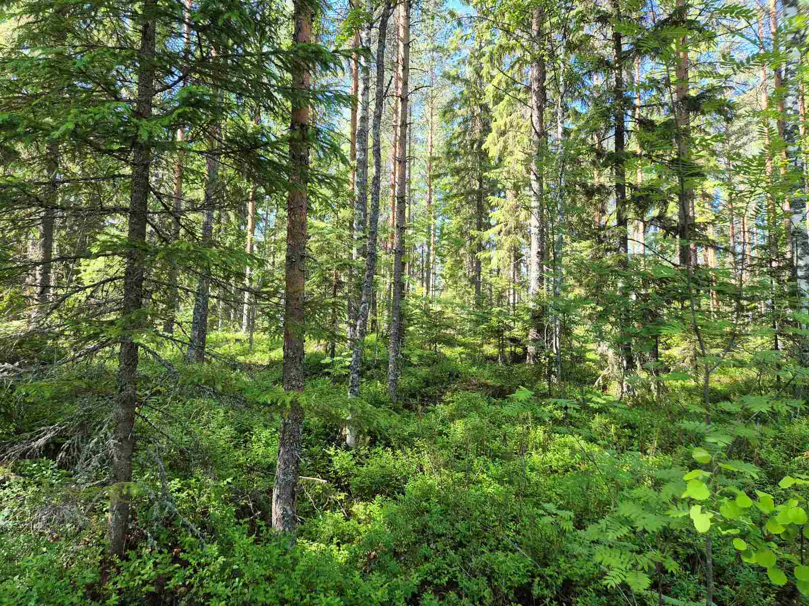 Metsän puiden oksat varjostavat maan kasvillisuutta.