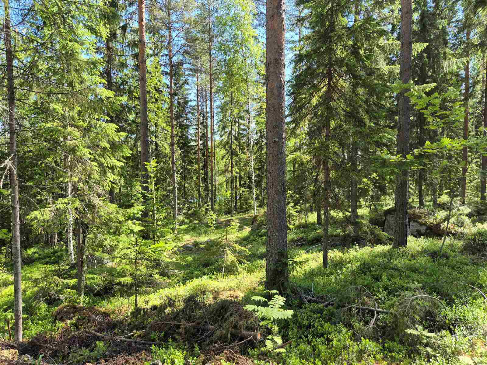 Aurinkoista havumetsää, sammalten alta pilkottaa kiviä.