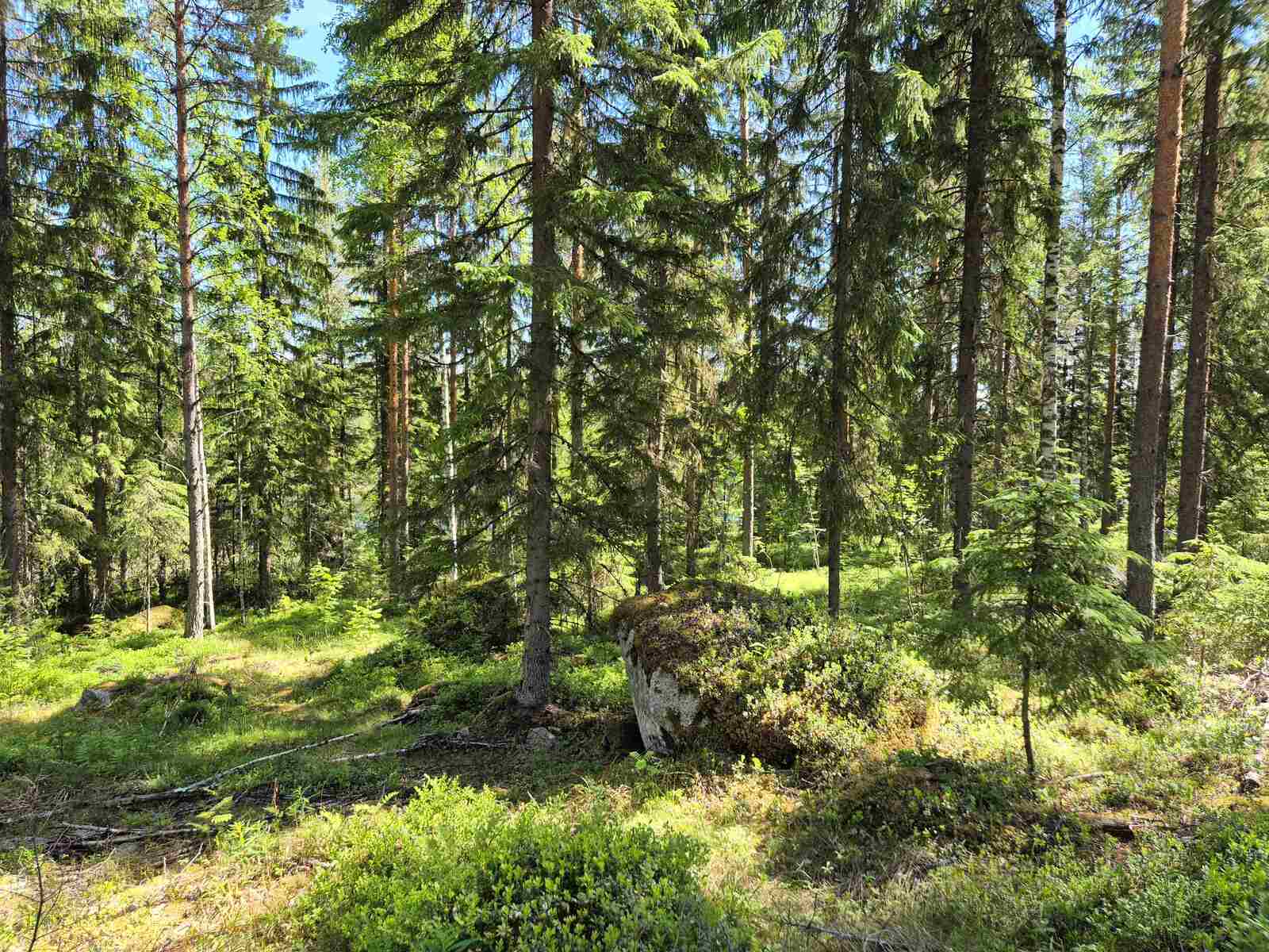 Aurinkoista havumetsää, sammalten alta pilkottaa kiviä.
