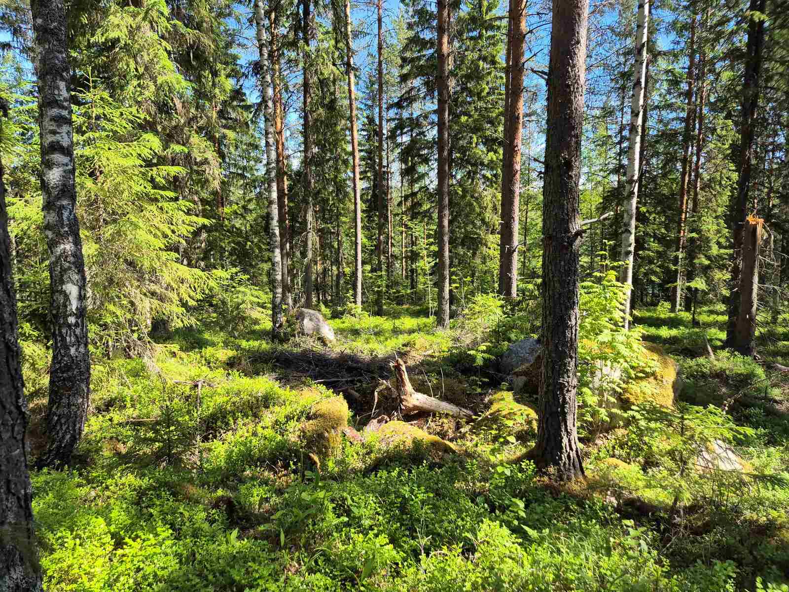 Aurinkoista havumetsää, sammalten alta pilkottaa kiviä.