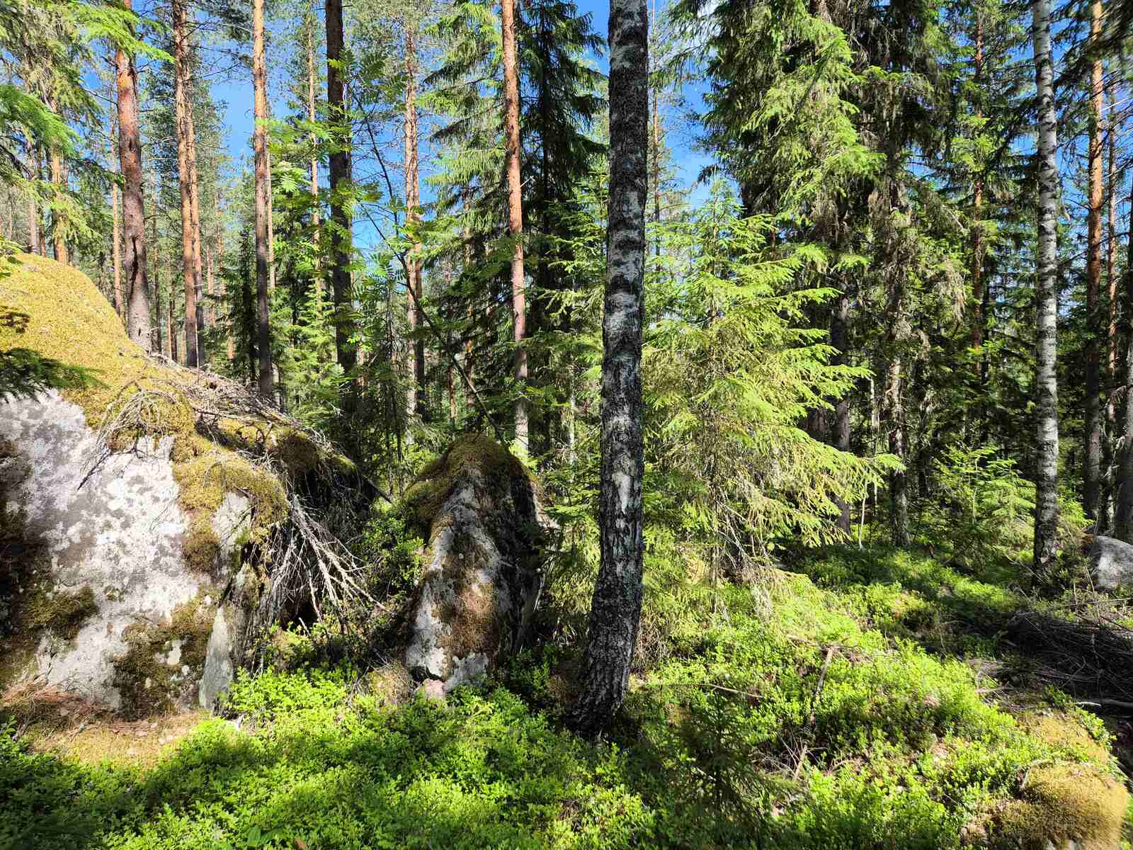 Aurinkoisessa sekametsässä kasvaa kuusia ja koivuja, iso siirtolohkare on keskellä metsää.
