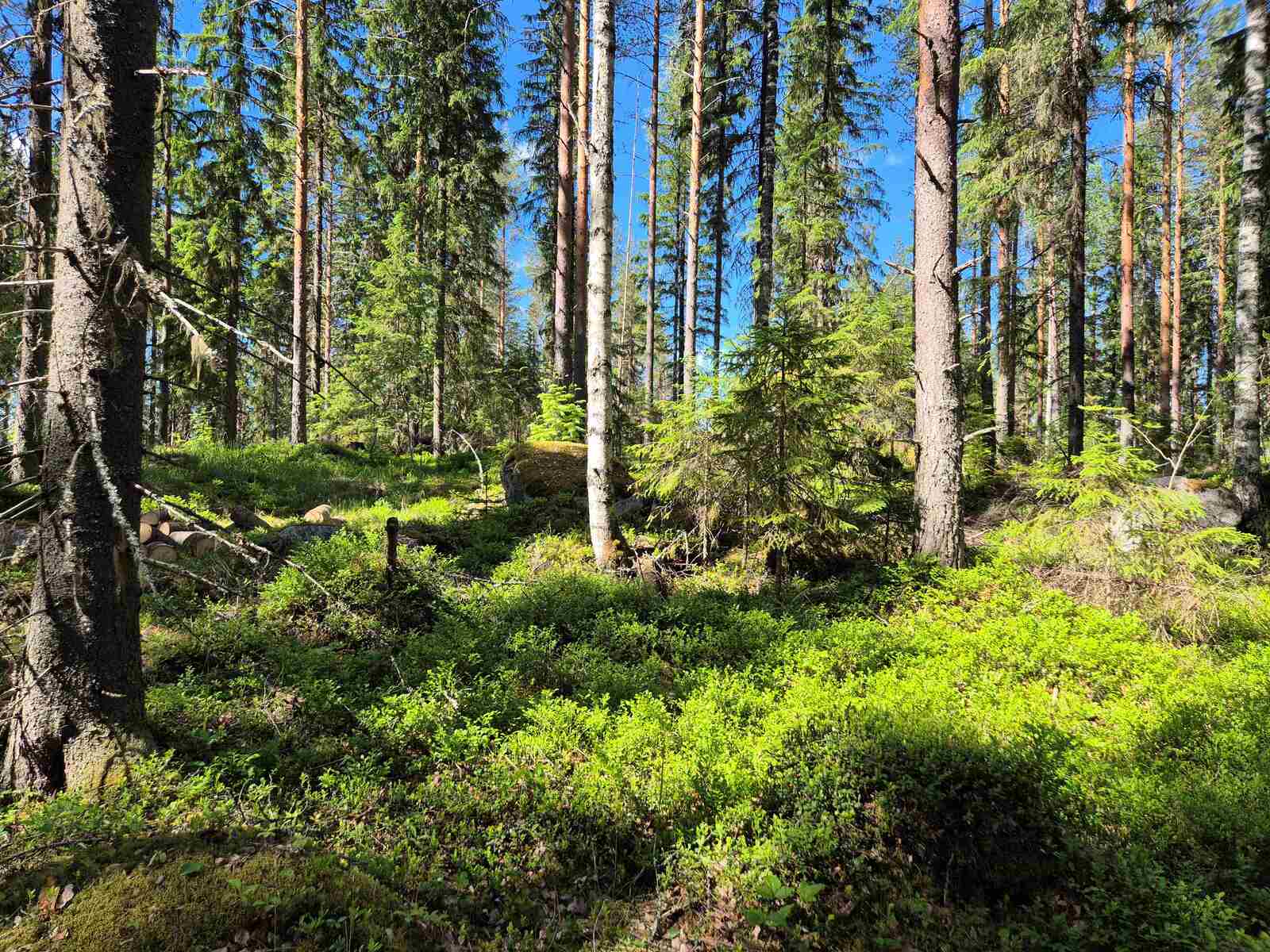Aurinkoista havumetsää, sammalten alta pilkottaa kiviä.