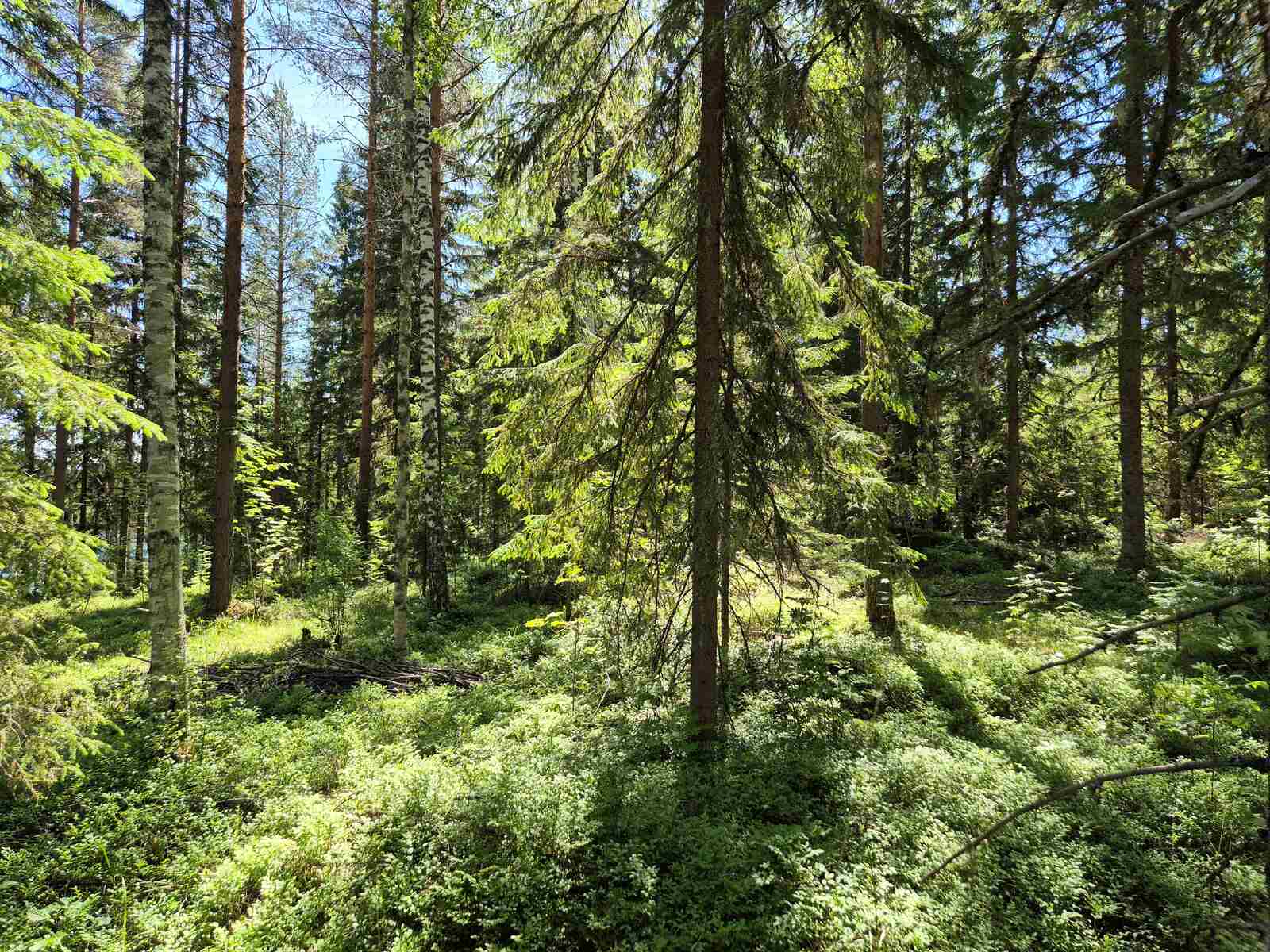 Aurinkoisessa metsässä kasvaa kuusia ja koivuja.