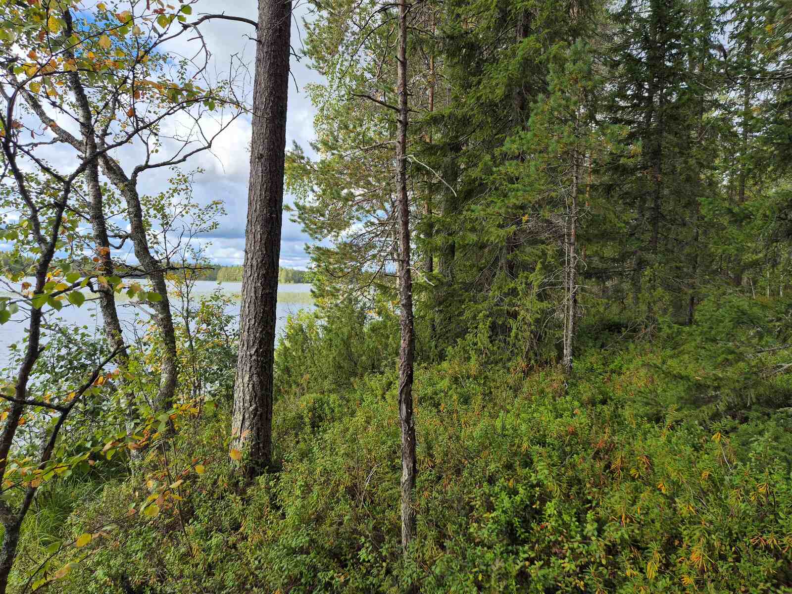 Tontin metsäinen ranta, maassa on varpuja.