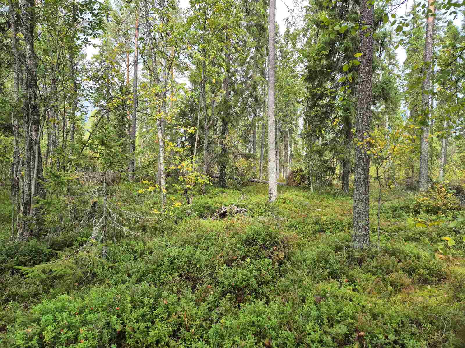Tontin kuusivaltaista sekametsää, varpuja on paljon mättäillä.