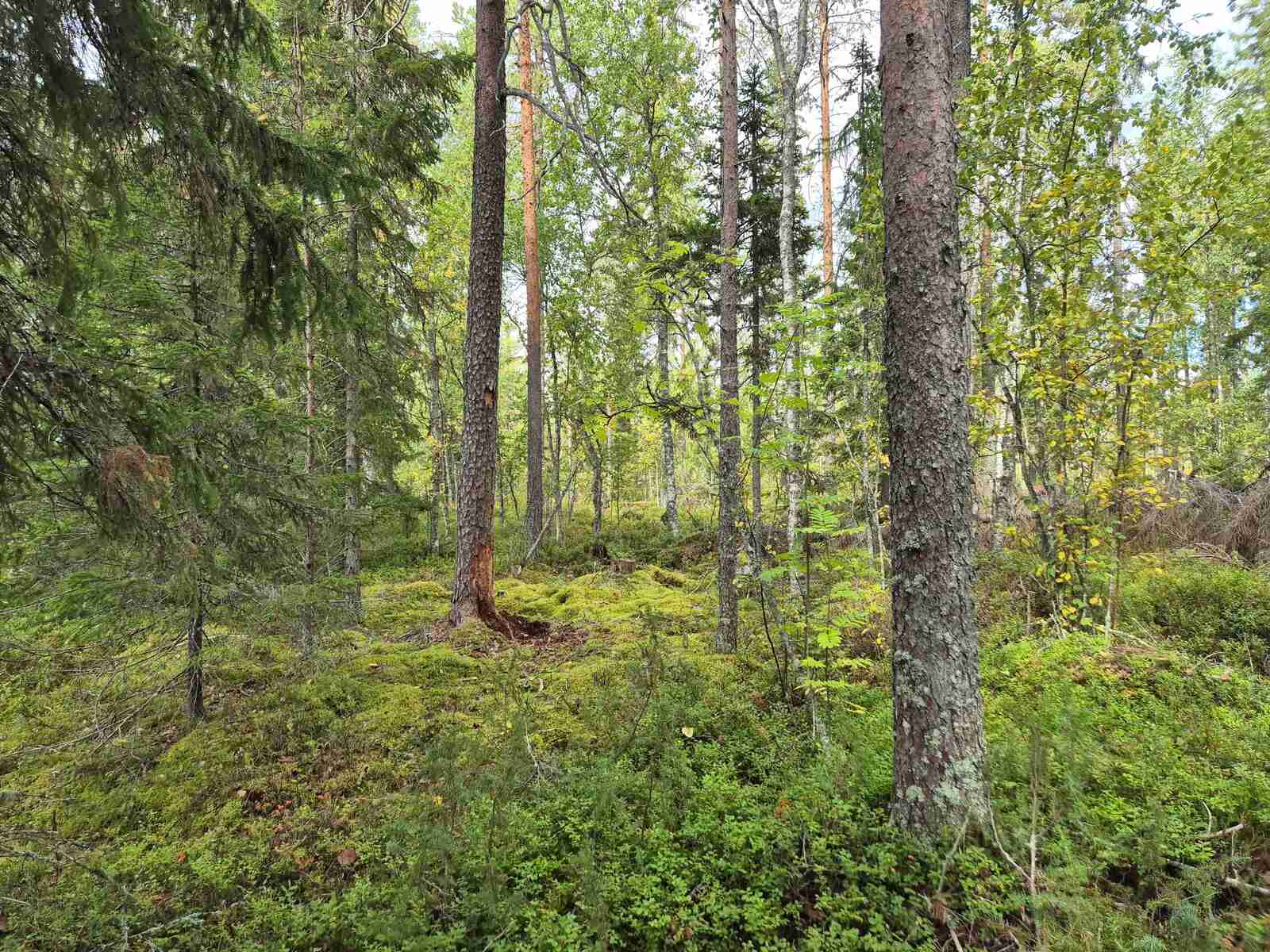 Tontin kuusivaltaista sekametsää, varpuja on paljon mättäillä.