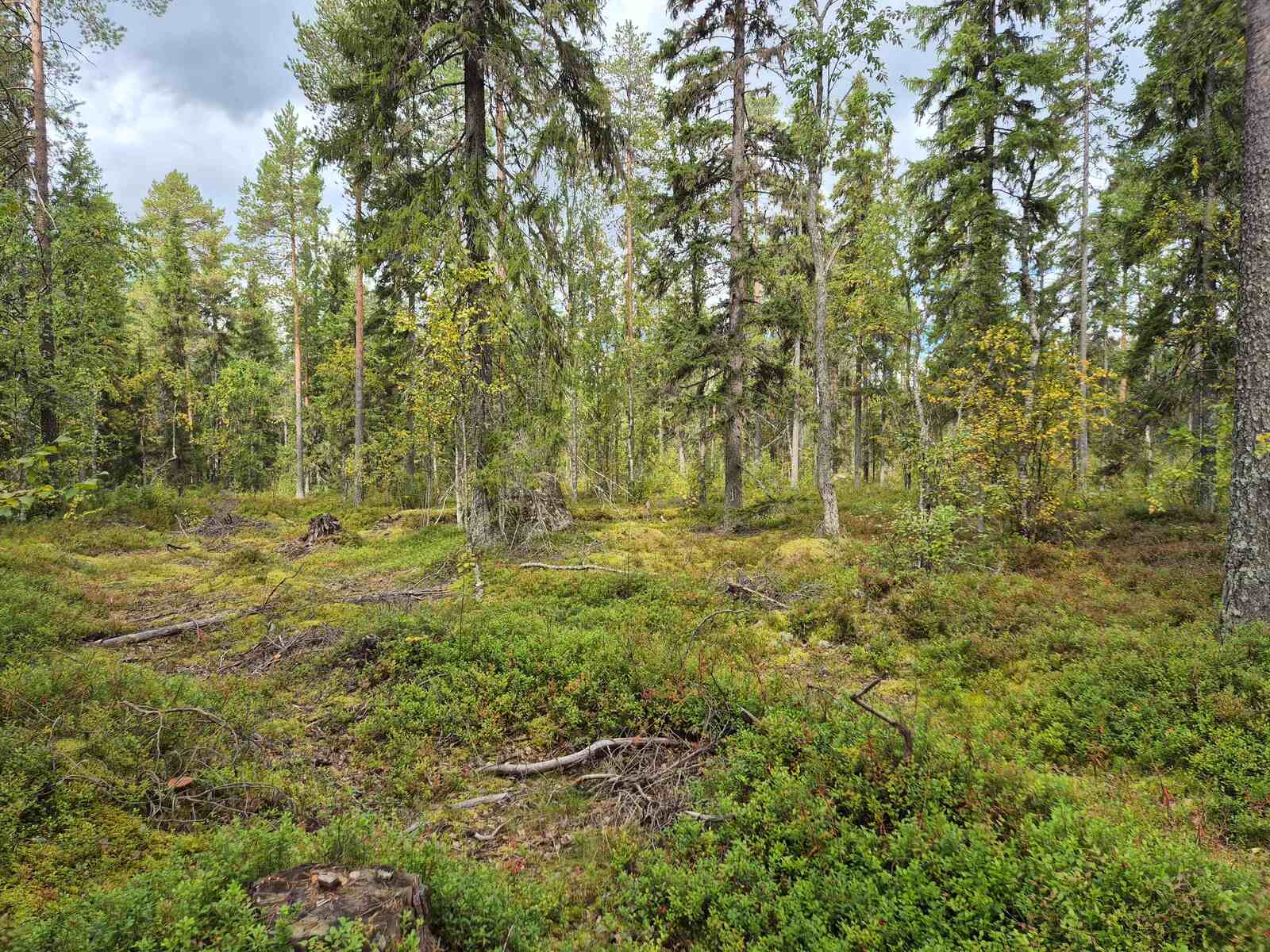 Tontin kuusivaltaista sekametsää, varpuja on paljon mättäillä, metsäkoneen vanhat urat näkyvät.