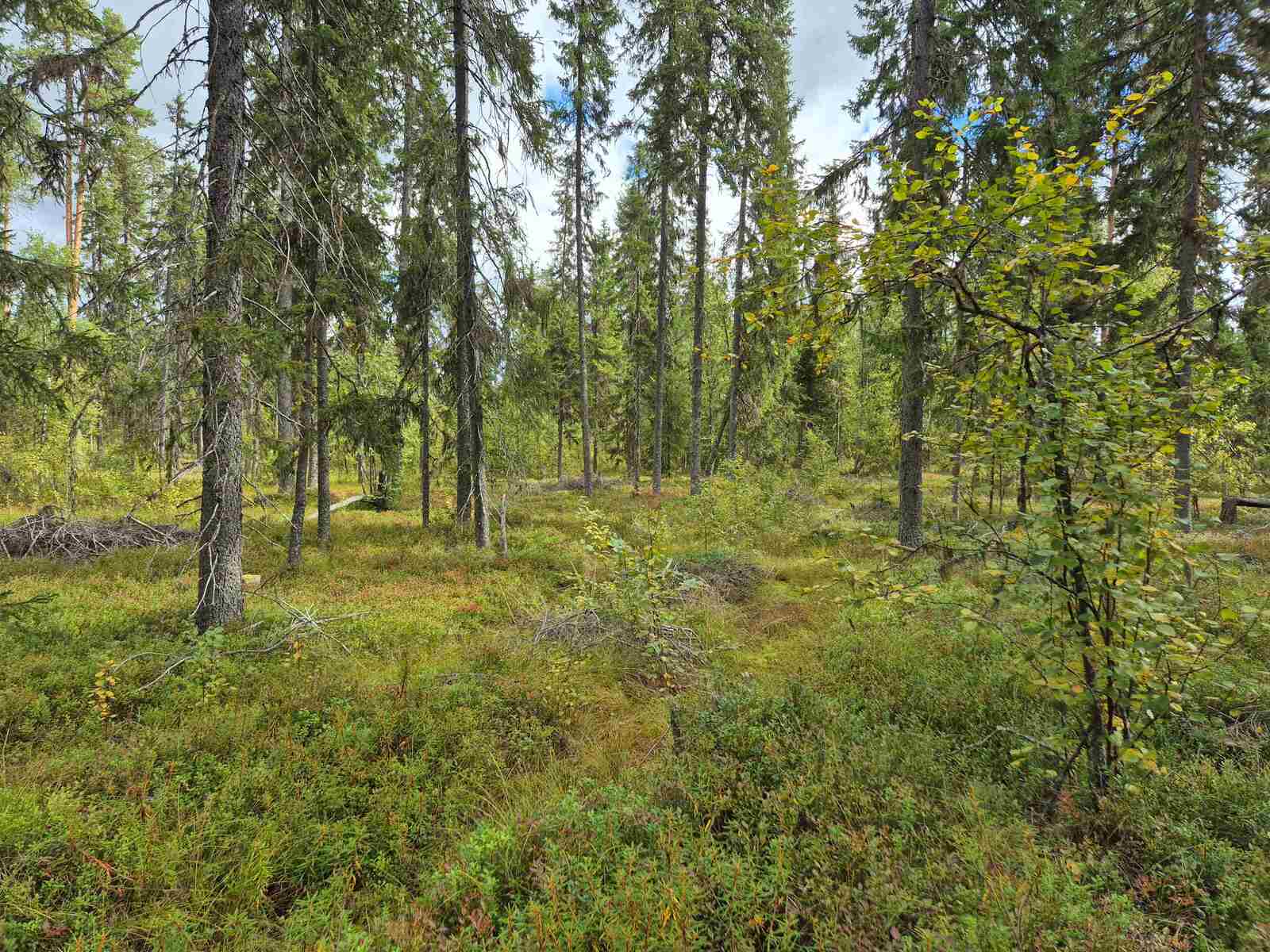 Tontin kuusivaltaista sekametsää, varpuja on paljon mättäillä.