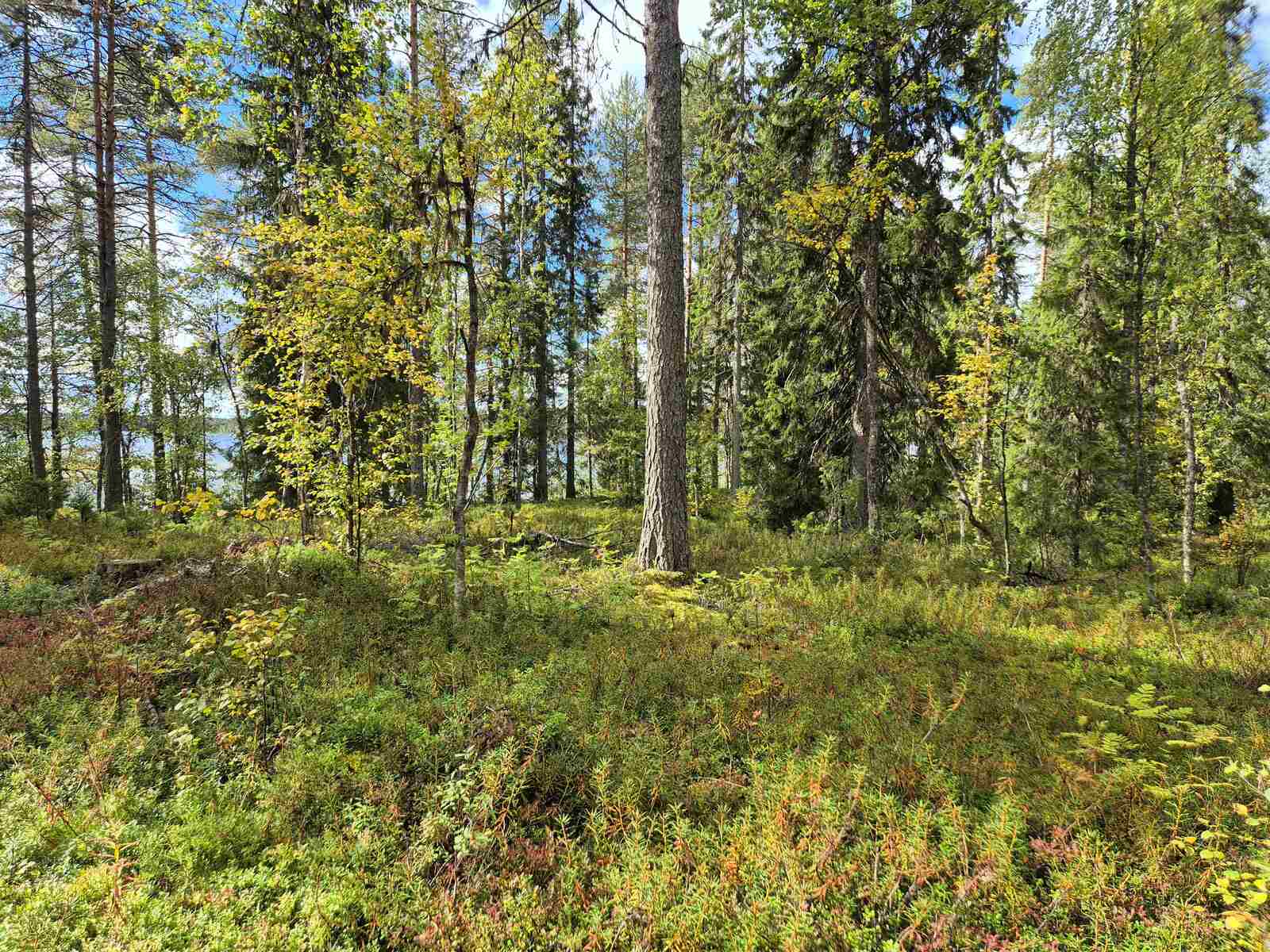 Aurinkoista sekametsää, maassa kasvaa runsaasti marjojen varpuja.