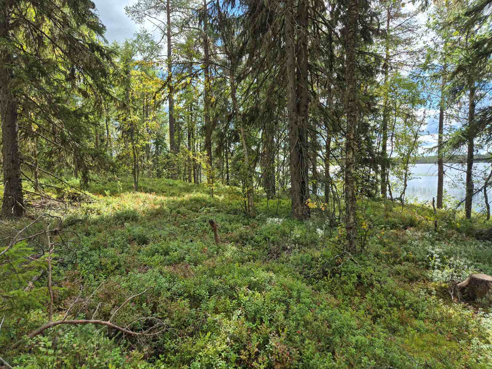 Rannan kuusivaltaista puustoa, puut varjostavat aurinkoa, taustalla pilkottaa järvi.