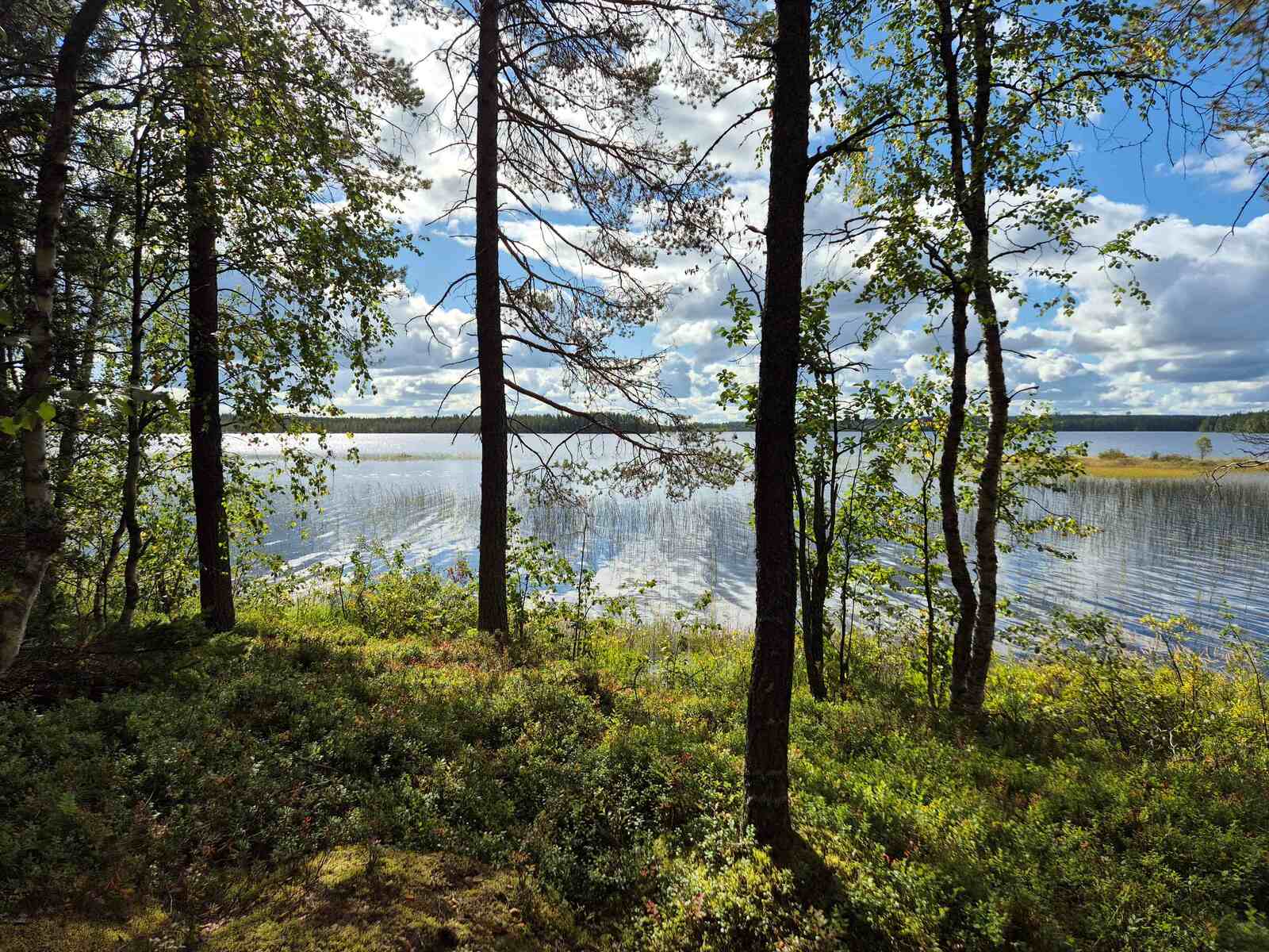 Aurinkoinen järvimaisema, rannalla kasvaa puita, järviruokoa on vähän rannan edustalla.