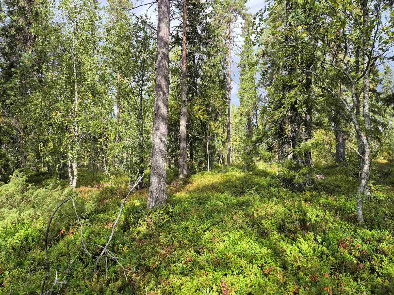 Aurinkoista sekametsää, maassa kasvaa runsaasti marjojen varpuja.