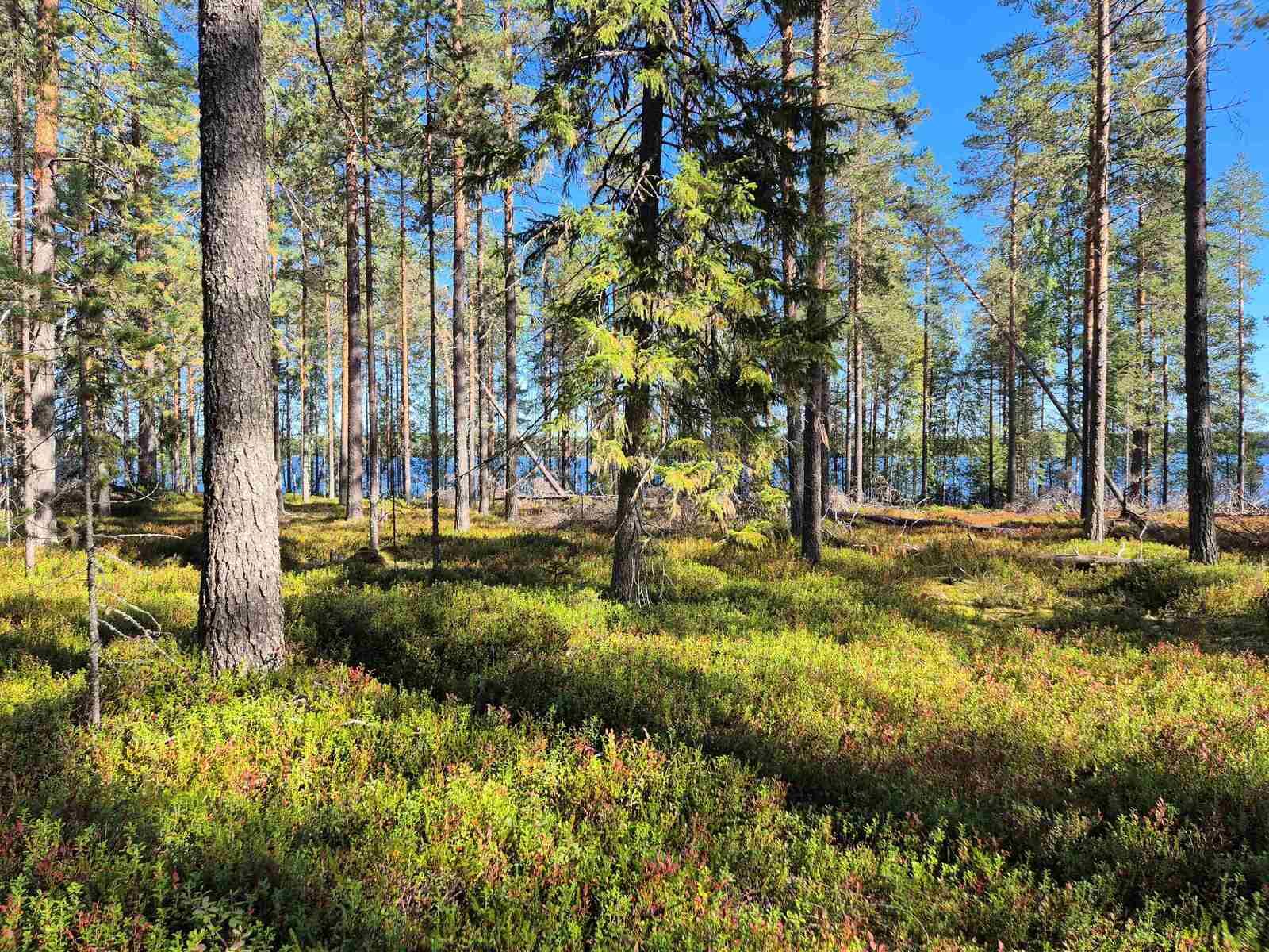 Aurinkoinen ja harva männikkö, joukossa kasvaa myös kuusia, järvi pilkottaa puiden välistä.