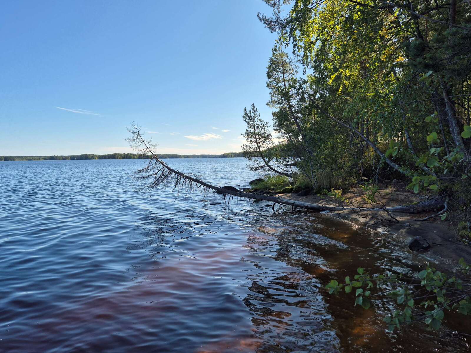 Järven rannassa on kaatunut puu veden ylle, hiekkaranta paljastuu metsän reunasta.