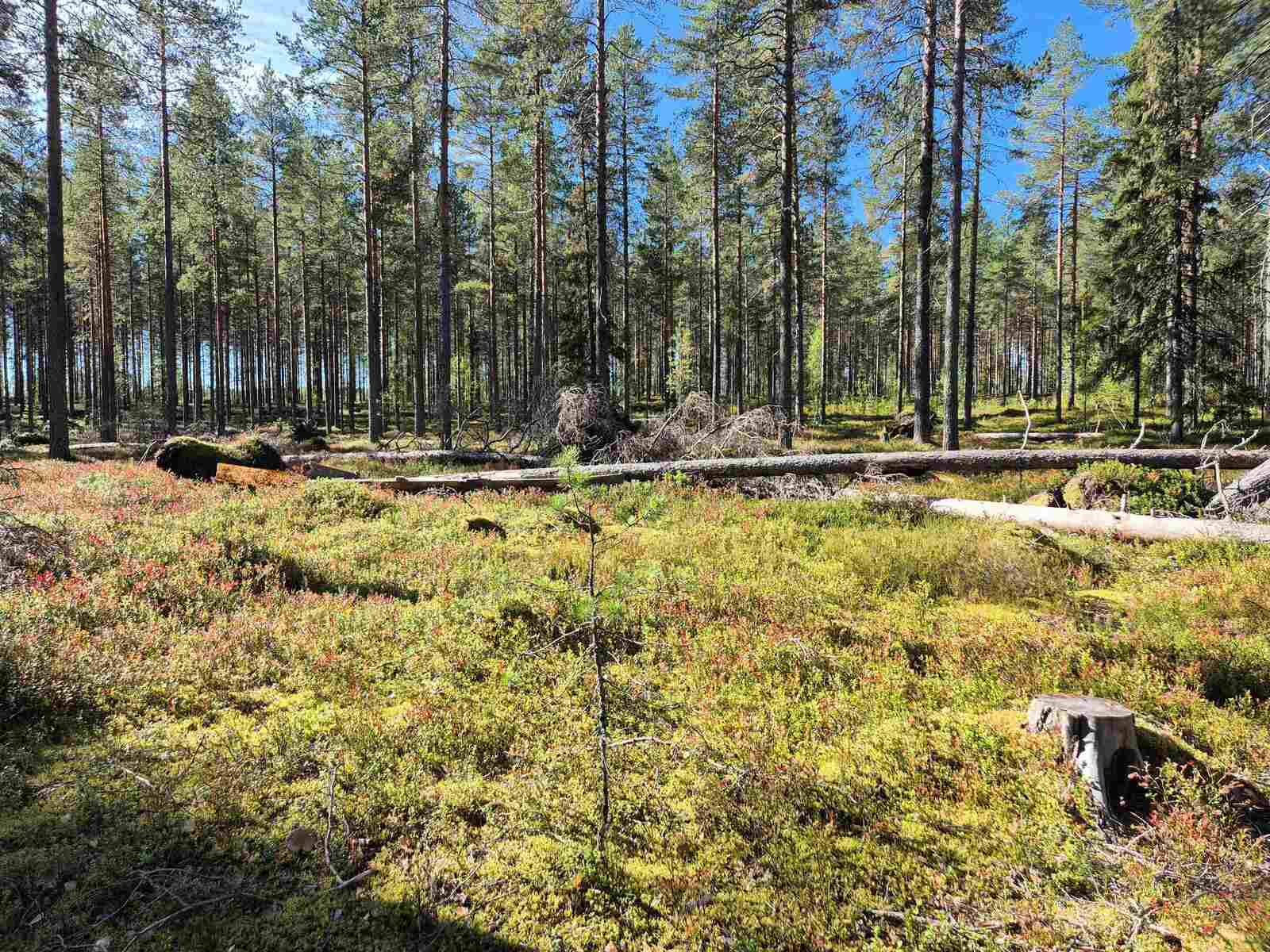 Aurinkoinen ja harva männikkö, joukossa kasvaa myös kuusia, puita on kaatunut maahan.