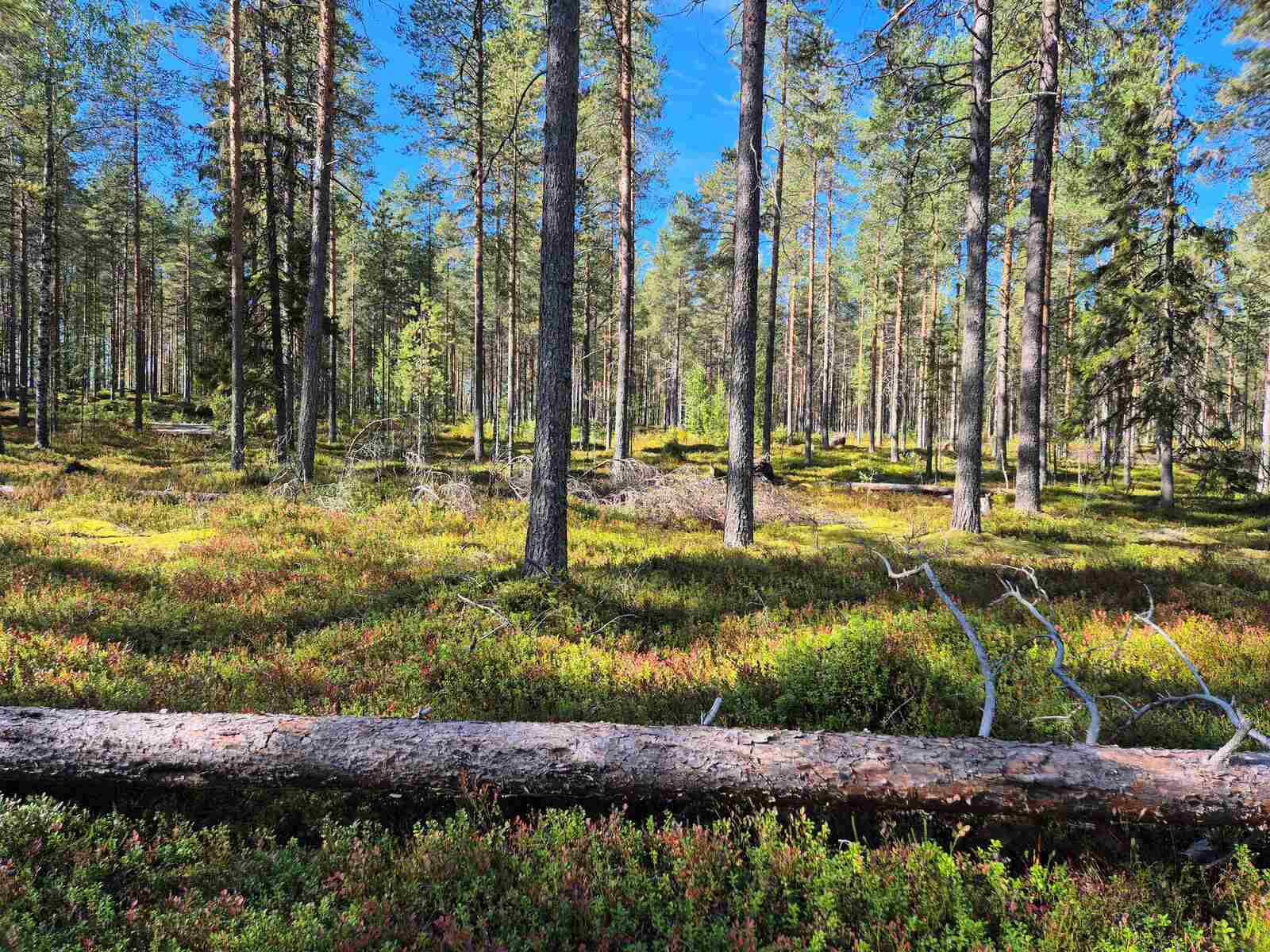 Aurinkoinen ja harva männikkö, joukossa kasvaa myös kuusia, puita on kaatunut maahan.