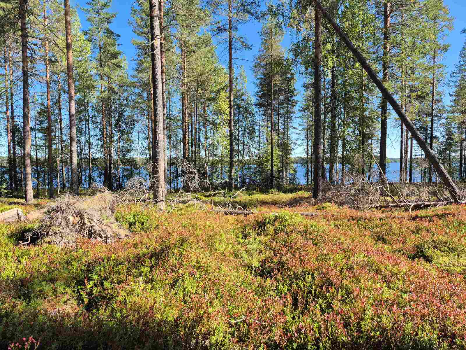 Aurinkoinen ja harva männikkö, joukossa kasvaa myös kuusia, järvi pilkottaa puiden välistä.