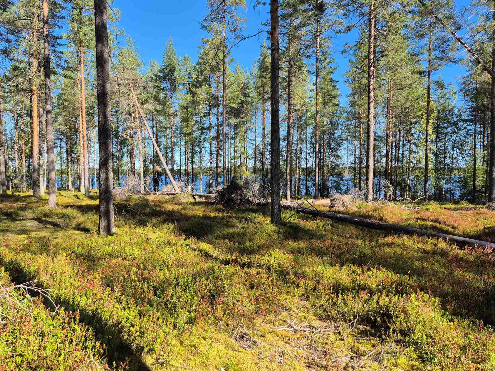 Aurinkoinen ja harva männikkö, joukossa kasvaa myös kuusia, järvi pilkottaa puiden välistä.