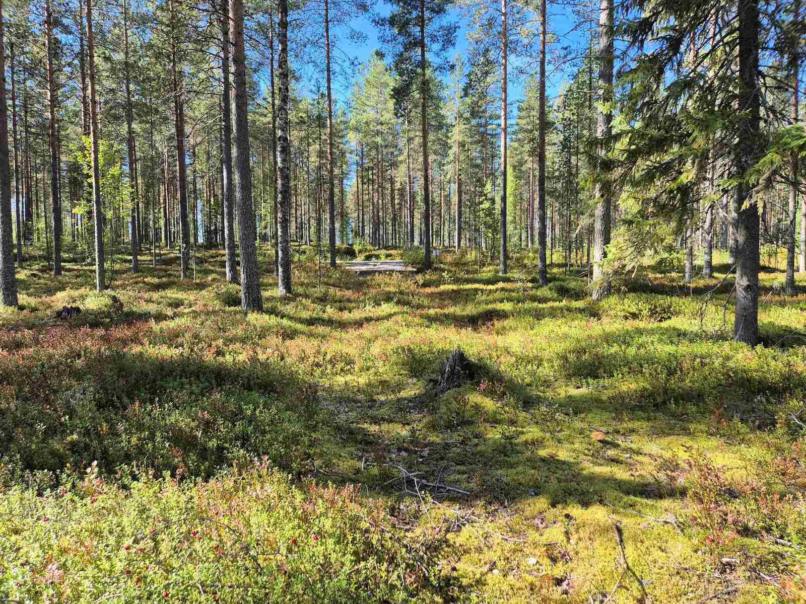 Aurinkoinen ja harva männikkö, joukossa kasvaa myös kuusia.