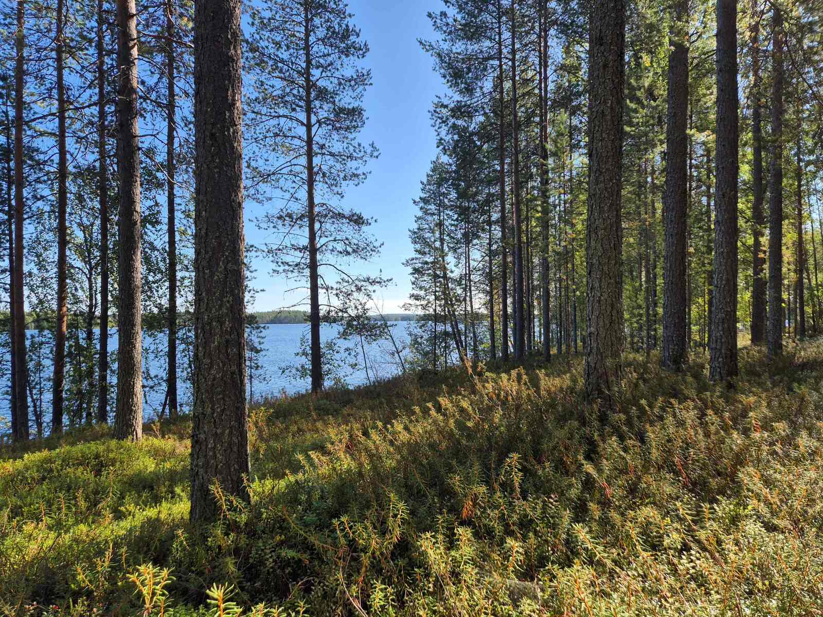 Aurinko paistaa rannan männikköön, taustalla näkyy järvi.