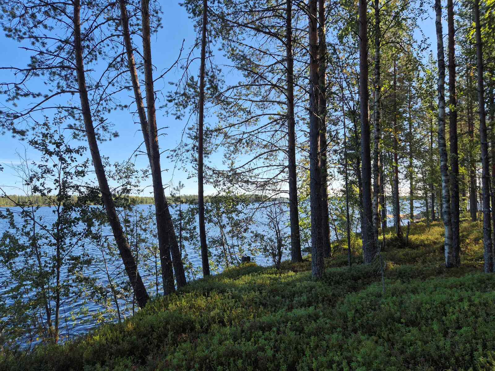 Rannan puusto on varjossa, mutta ulapalla paistaa aurinko.