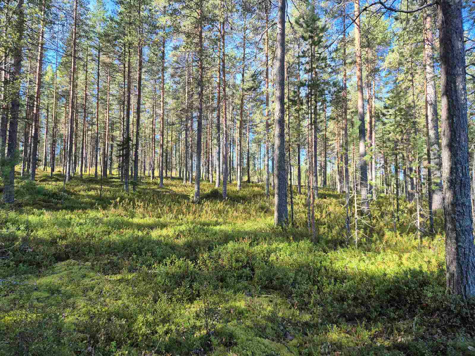 Aurinko paistaa harvaan mäntymetsään.