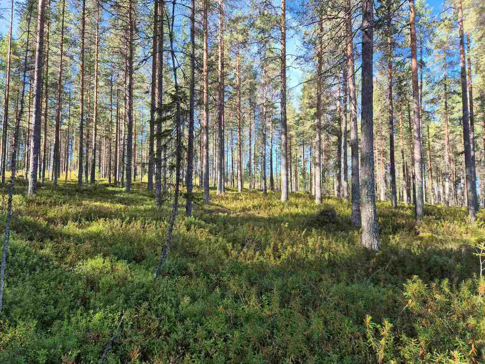 Aurinko paistaa harvaan mäntymetsään.