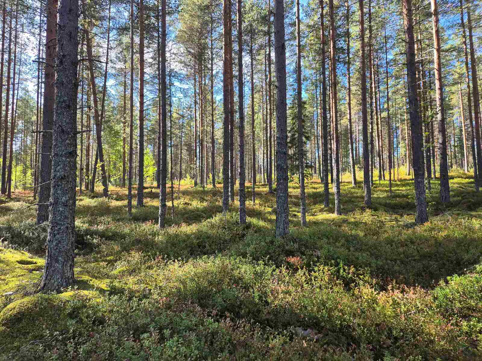 Aurinko paistaa harvaan mäntymetsään.