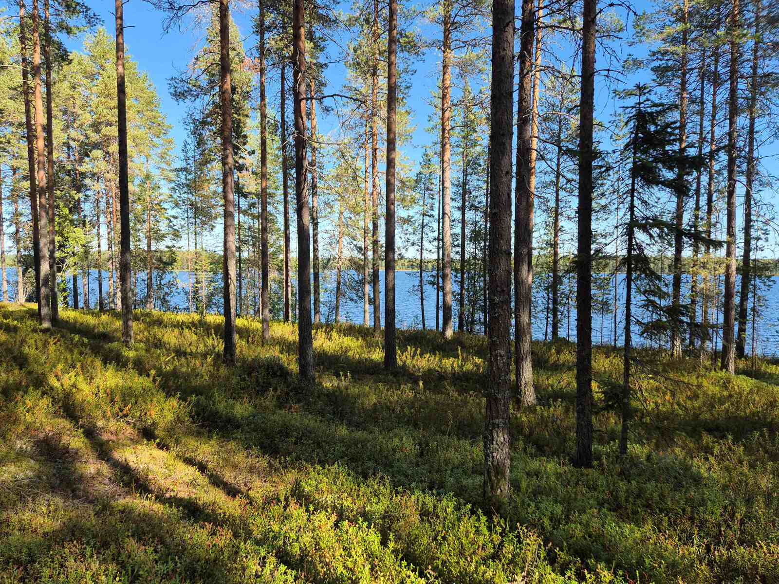 Aurinkoista mäntymetsää, taustalla näkyy järvi.