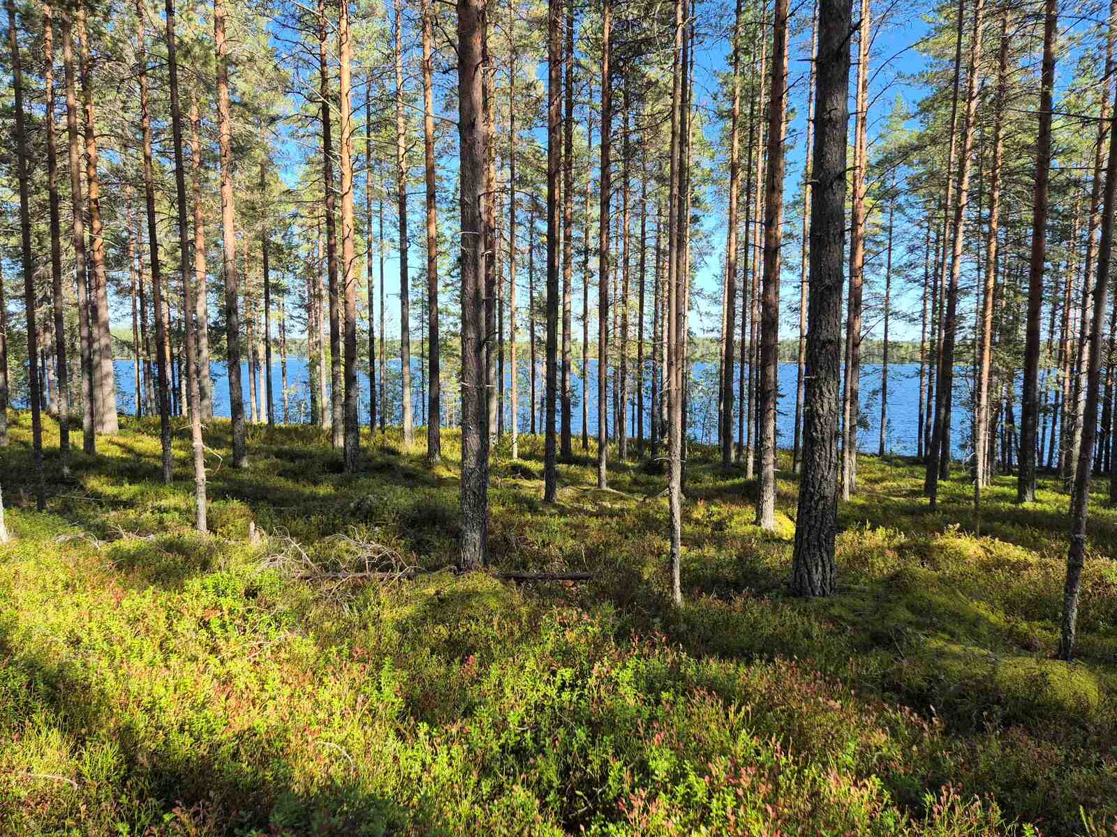 Aurinkoista mäntymetsää, taustalla näkyy järvi.