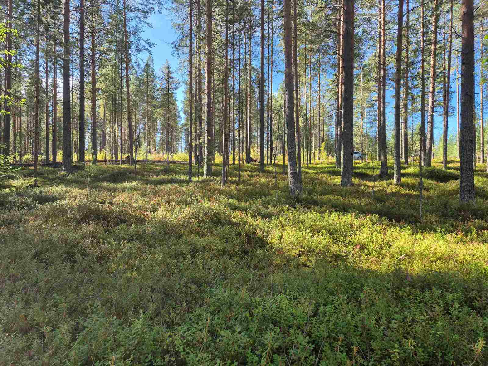 Auringossa kylpevää mäntymetsää.