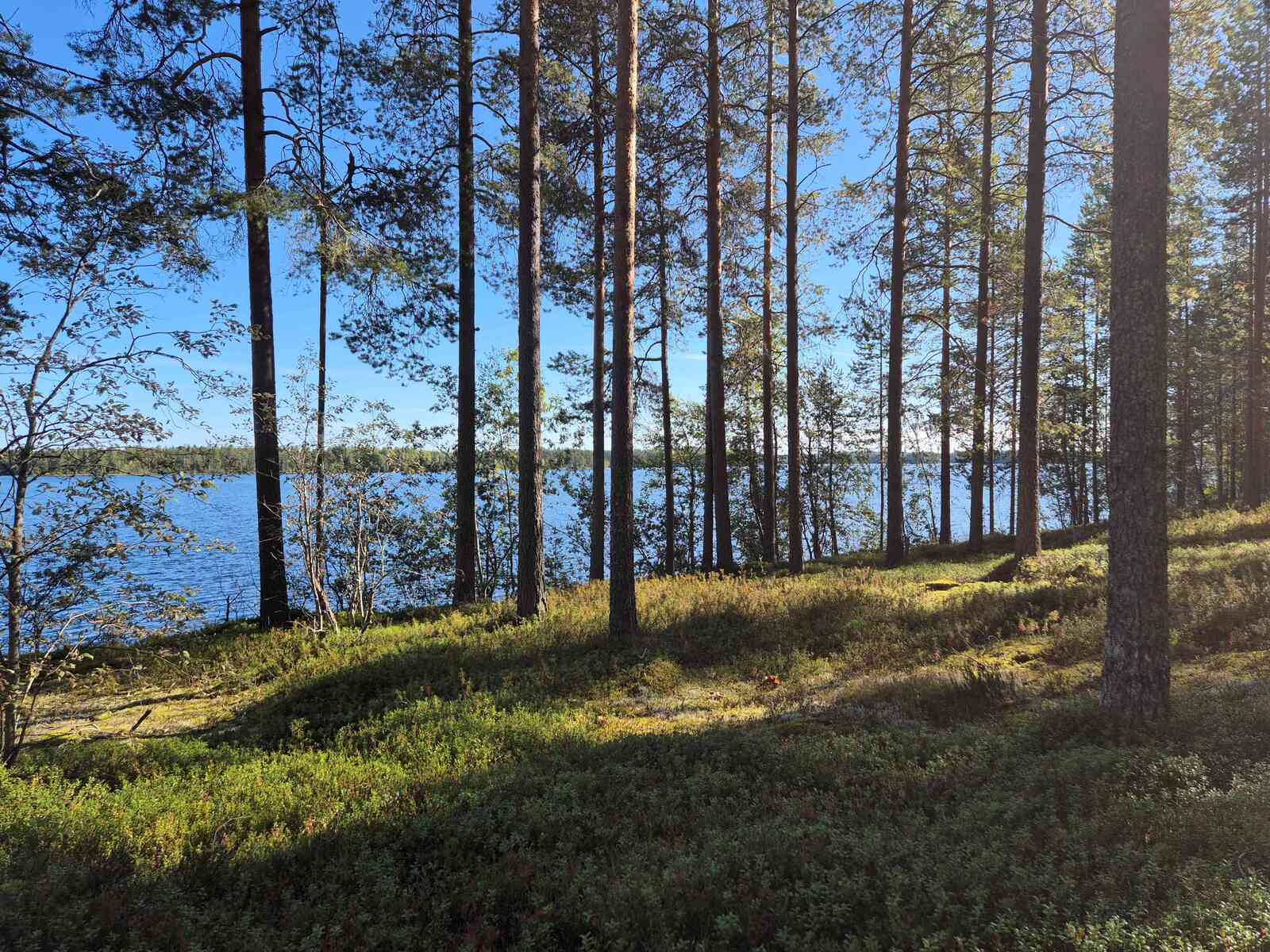 Rantamännikköön paistaa aurinko, järvi näkyy taustalla.