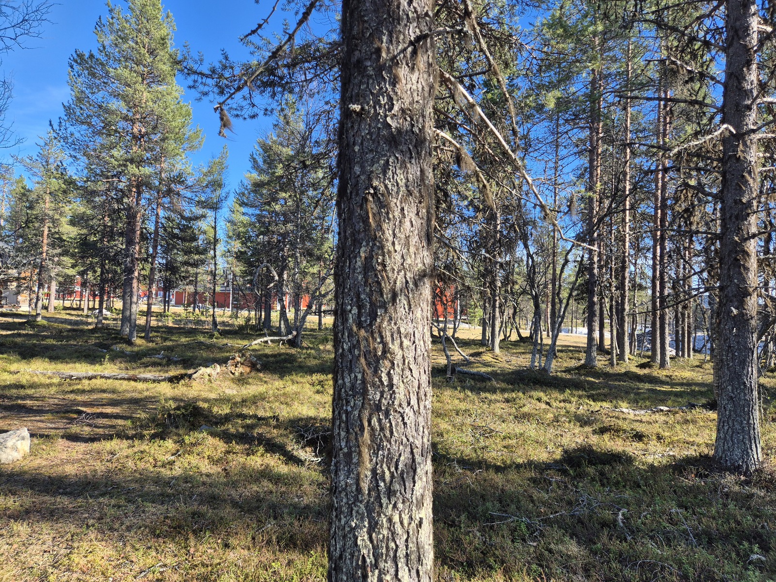 Kuva tontilta, Kelotiellä sijaitsevien rakennusten suuntaa, puustoa ja kanervikkoa