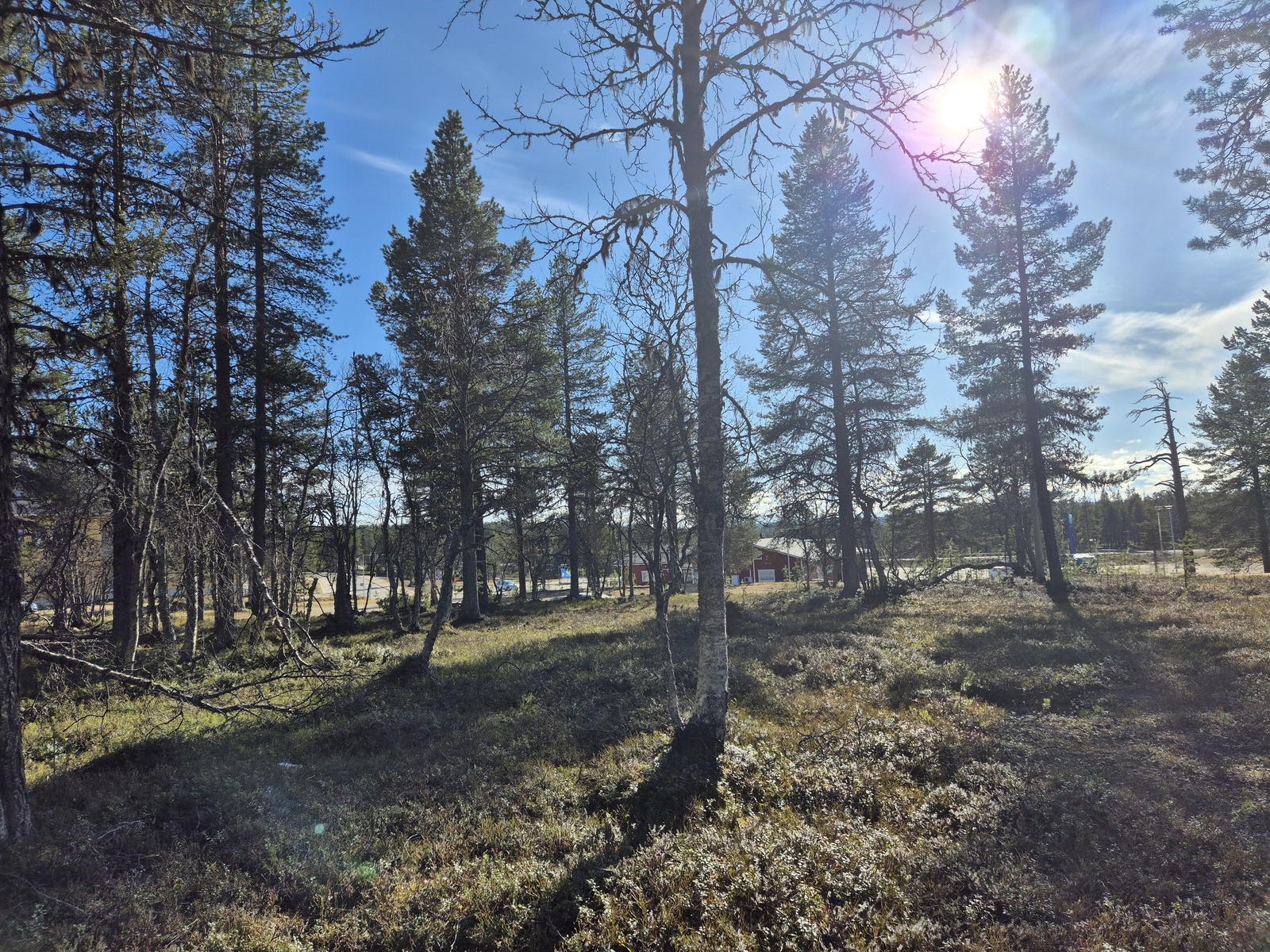 Kuva tontilta, kuvassa tontilla olevaa puustoa