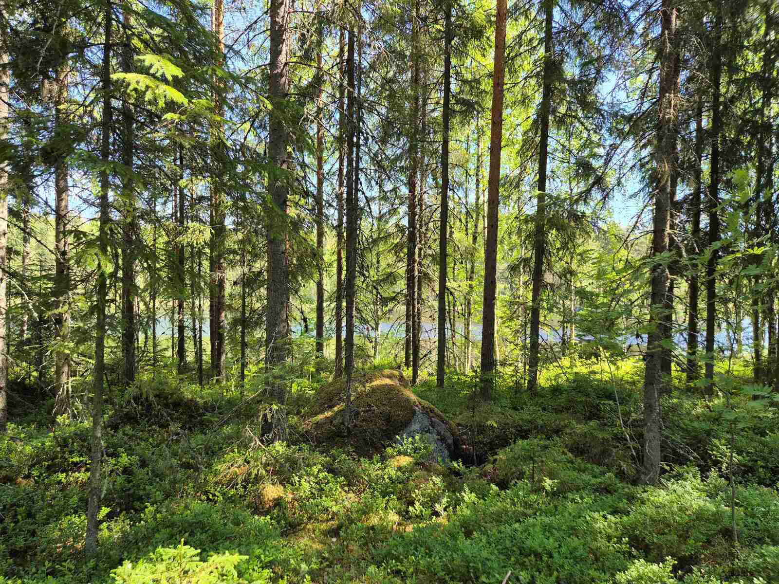 Kuusivaltaiseen metsään paistaa aurinko, maassa on isoja kiviä sammalten alla.