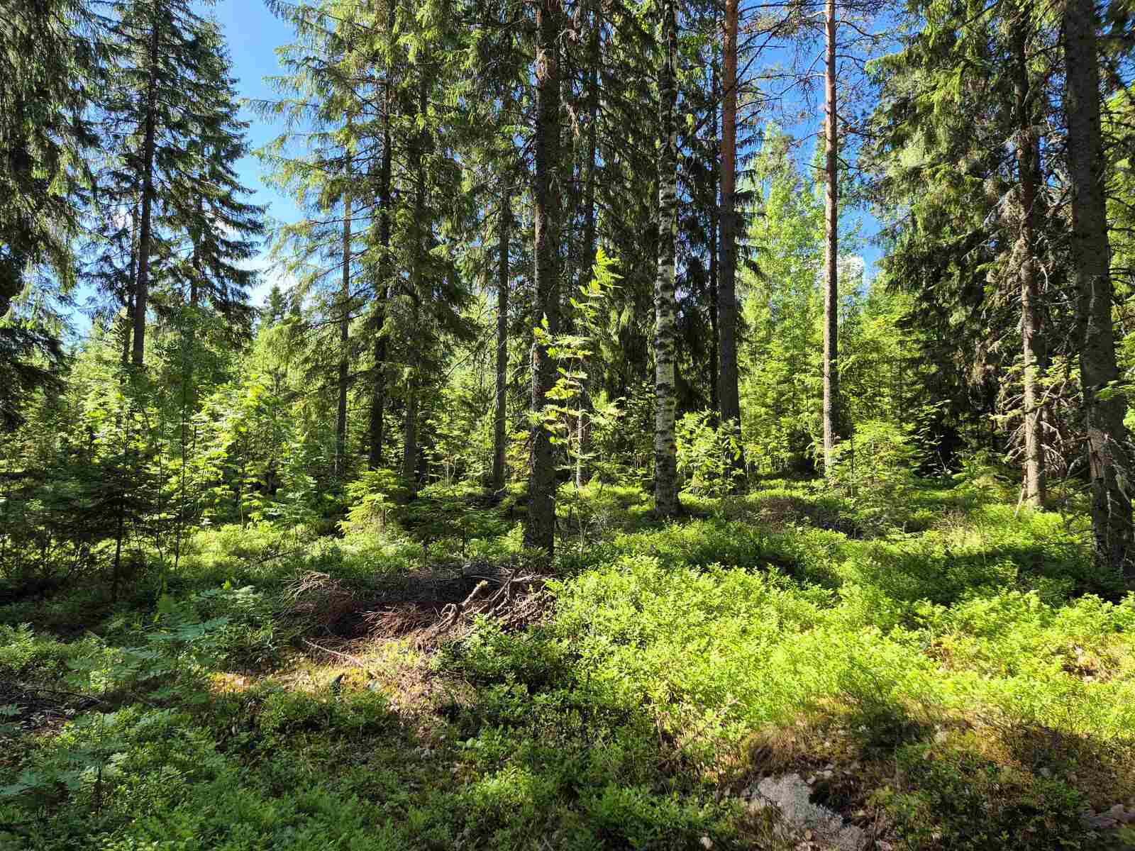 Aurinkoista kuusivaltaista metsää, taustalla näkyy nuorta koivikkoa.